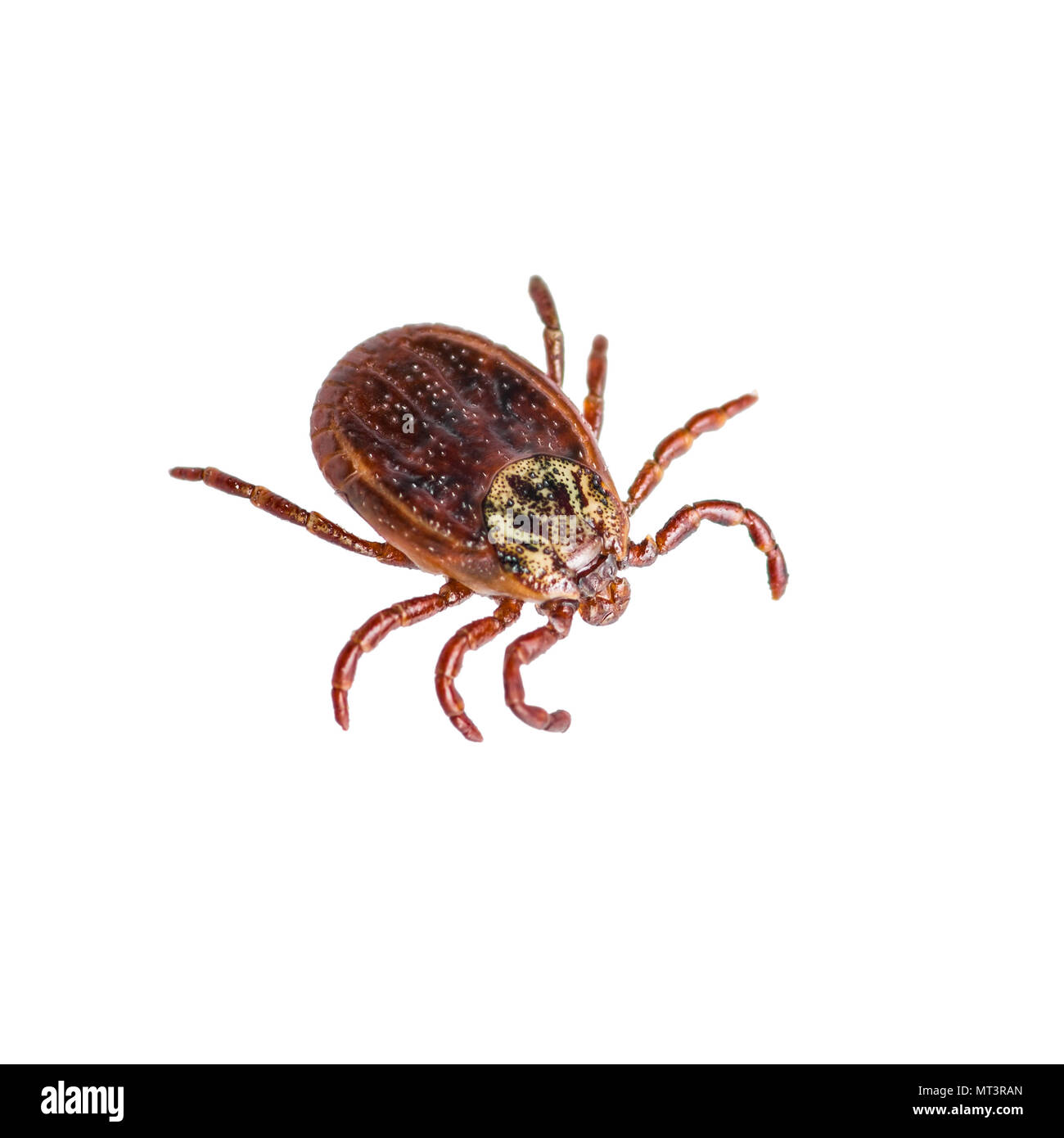 Enzephalitis Virus oder Borreliose infizierte Zecke Arachnid Insekt-schädling isoliert auf weißem Stockfoto