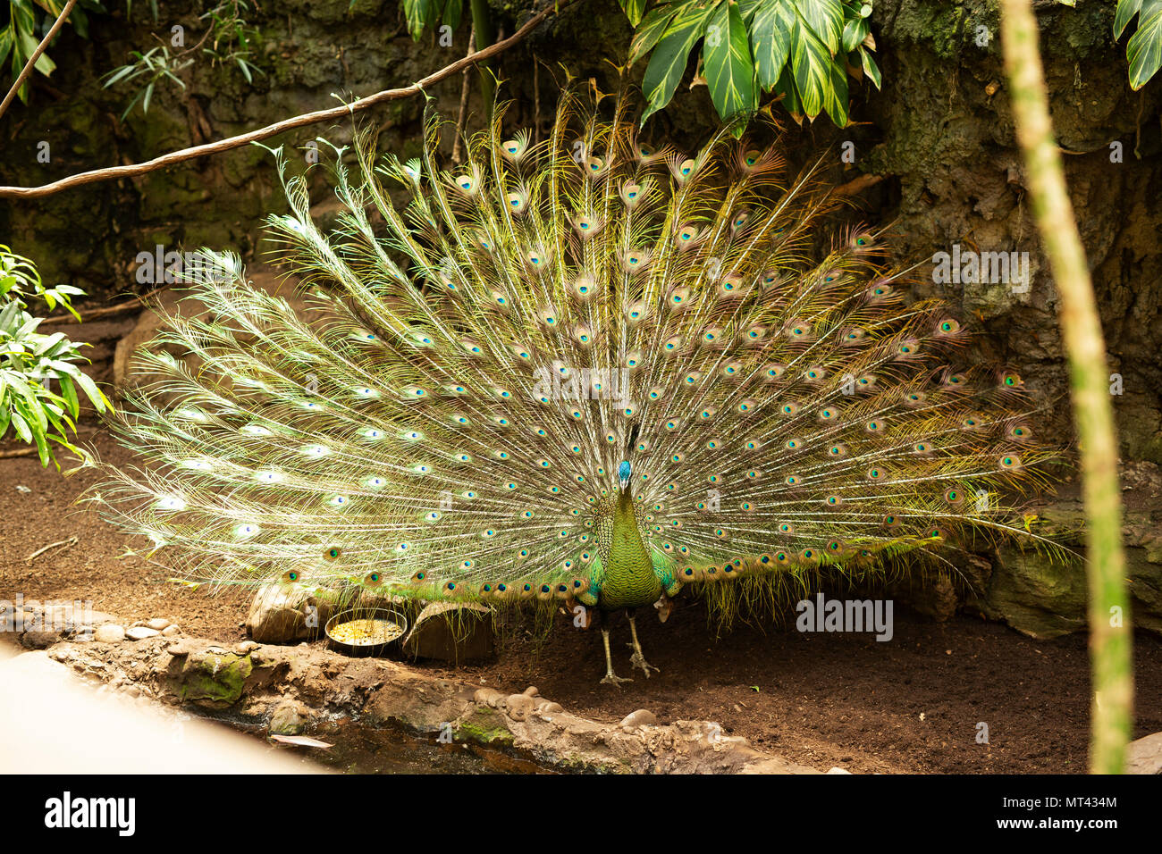 Green Peacock, oder Javanischen Pfau (Pavo muticus) mit seinen schwanzfedern voll ausgefahren. Stockfoto