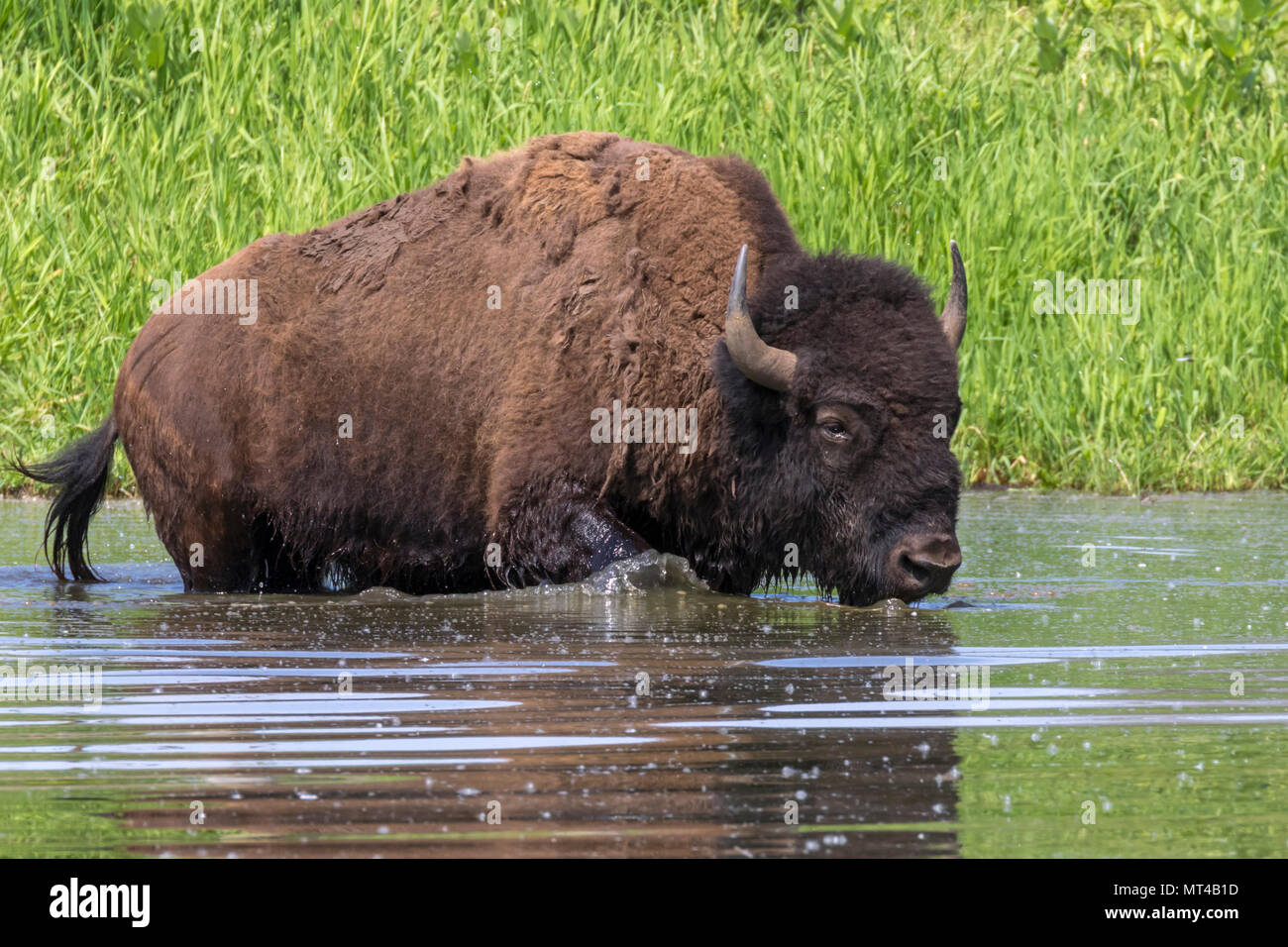 Amerikanische Bison (Bison bison) Baden in einem See während des heißen Sommertag, Iowa, USA. Stockfoto