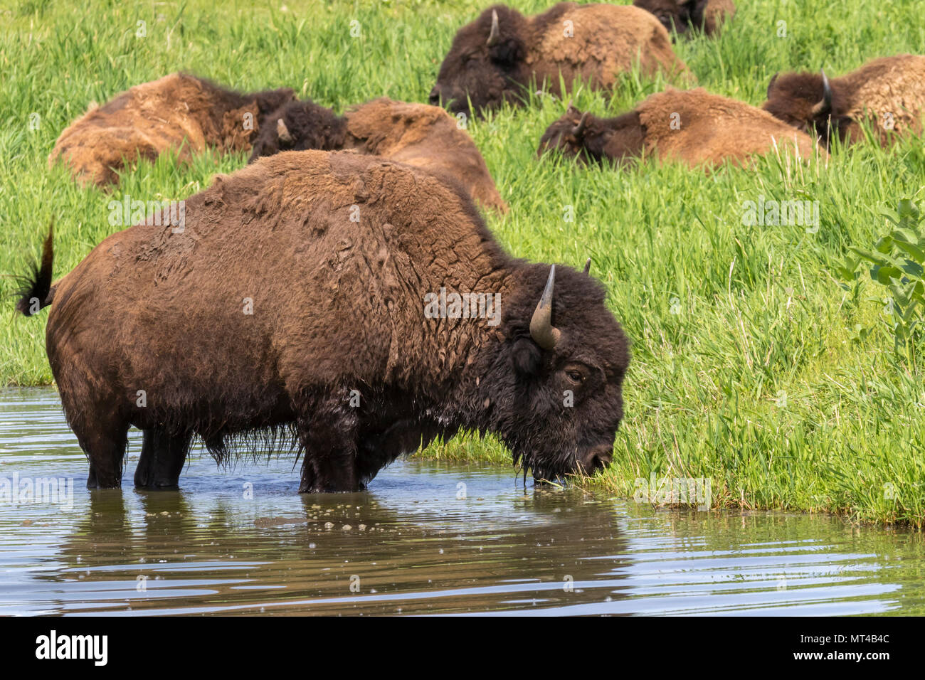 Eine Herde von Bison (Bison bison) weiden in der Nähe ein See, Iowa, USA. Stockfoto