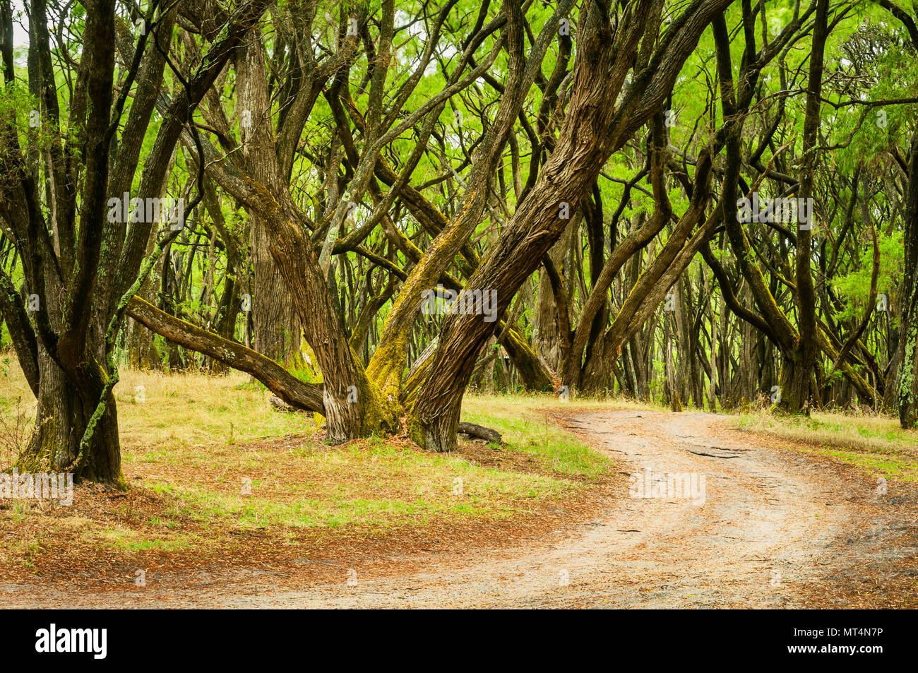 Peppermintgrove im Crystal Springs in D'Entrecasteaux National Park. Stockfoto