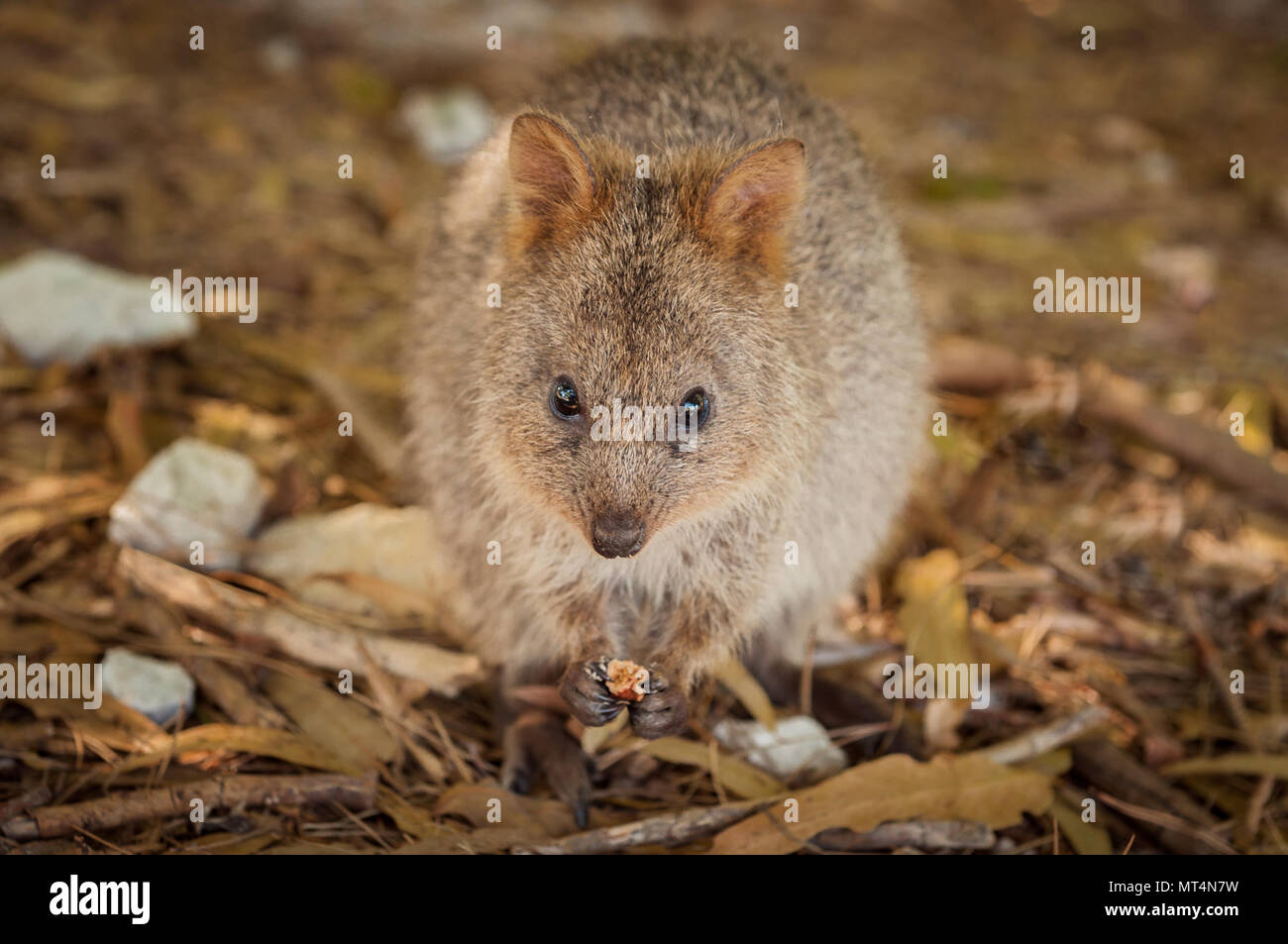 Die quokka ist eine seltene Känguru Arten nur auf Rottnest Island. Stockfoto