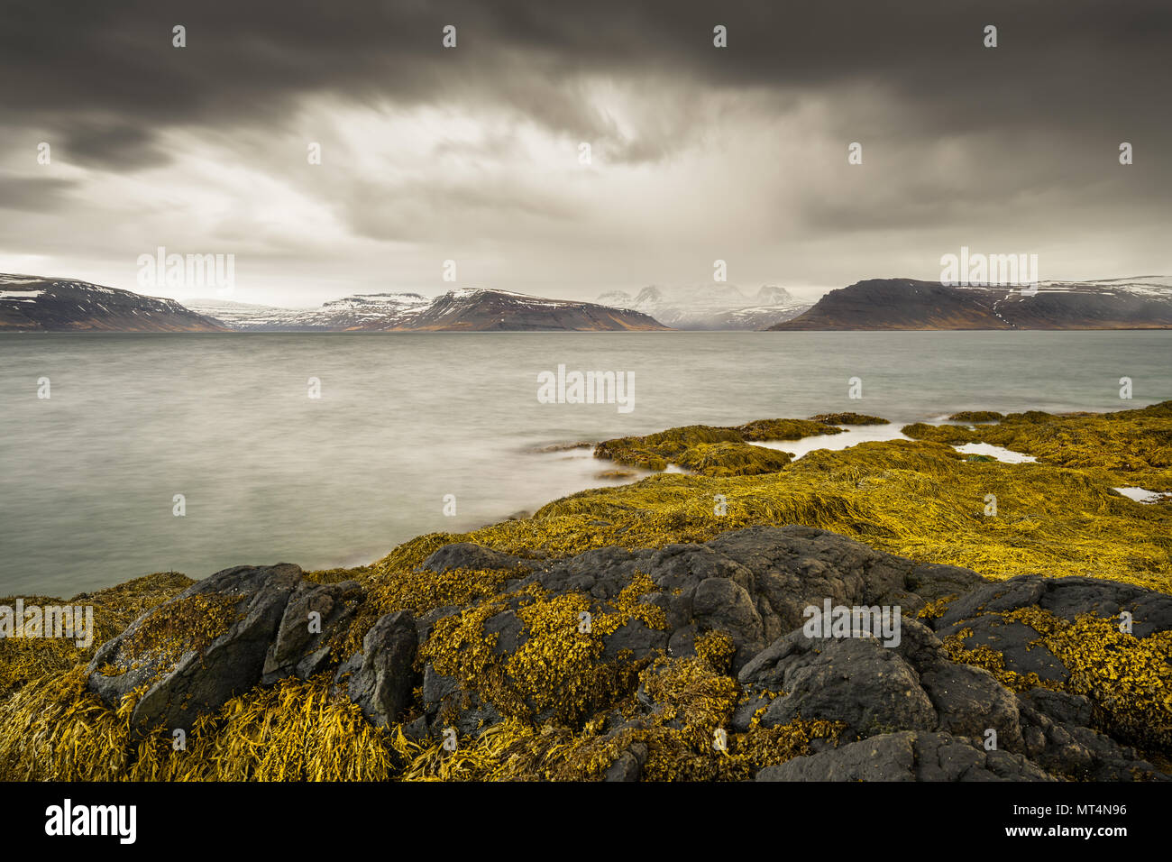 Seegras und Felsen an Suðurfirðir in den Westfjorden Islands. Stockfoto