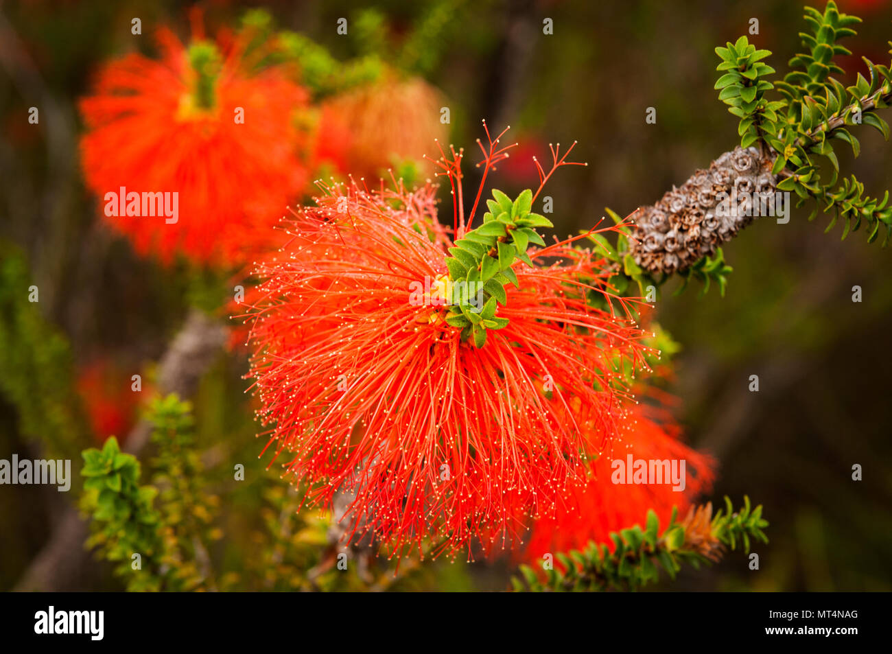 Bunte Blüten des Sumpf Bottlebrush. Stockfoto