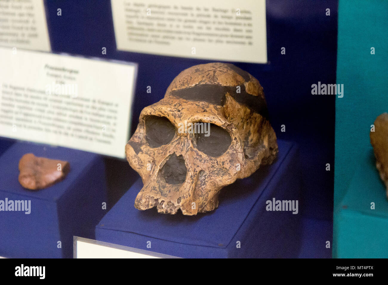 Kampala, Uganda. 15. Mai 2017. Fossile Schädel von Australopithecus africanus Spitznamen 'Mrs Ples" 1947 entdeckt von Robert Broom et John T. Robinson. Stockfoto