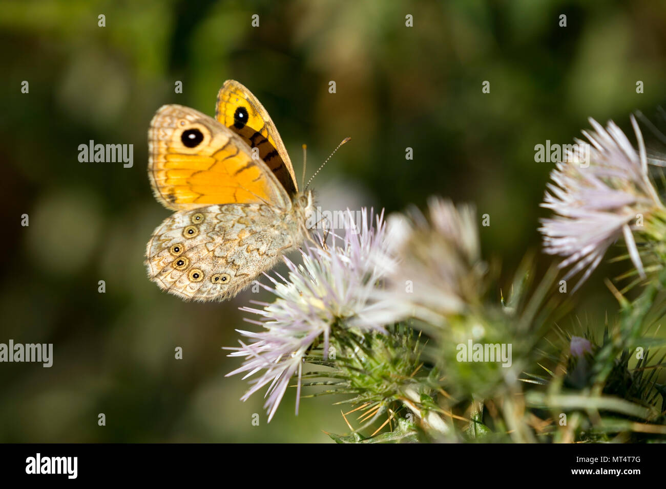 Schmetterling Fütterung im Sonnenlicht. Stockfoto