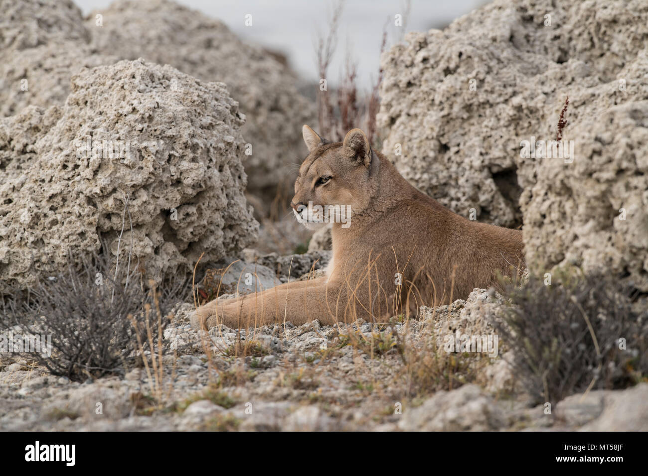 Wild Puma in Patagonien Stockfoto