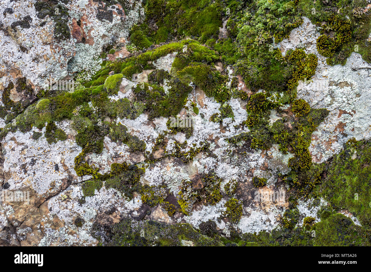 Dunkel Grün Moos wächst an Kalksteinfelsen Stockfoto