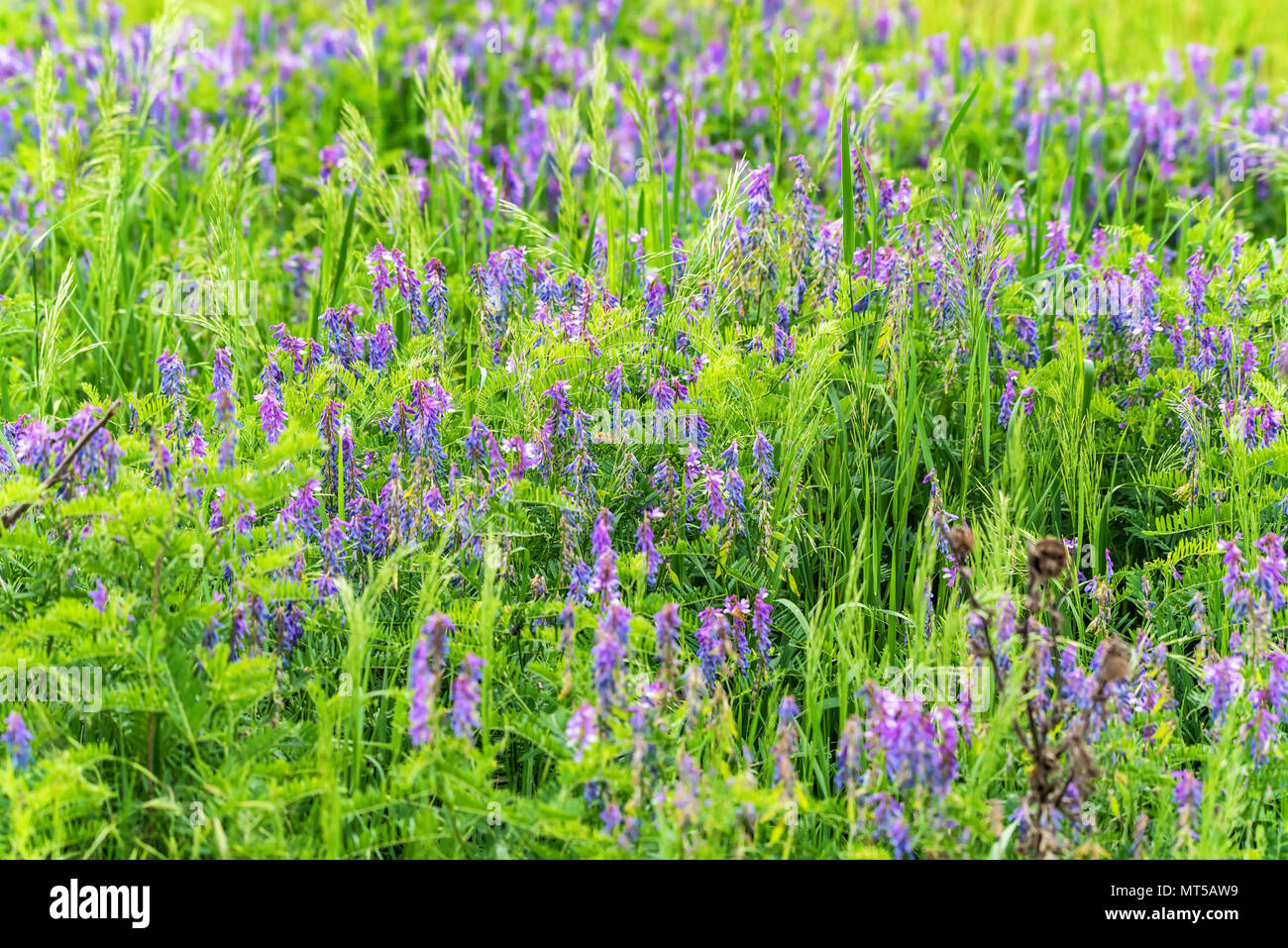 Blühende Vicia tenuifolia im grünen Gras Stockfoto