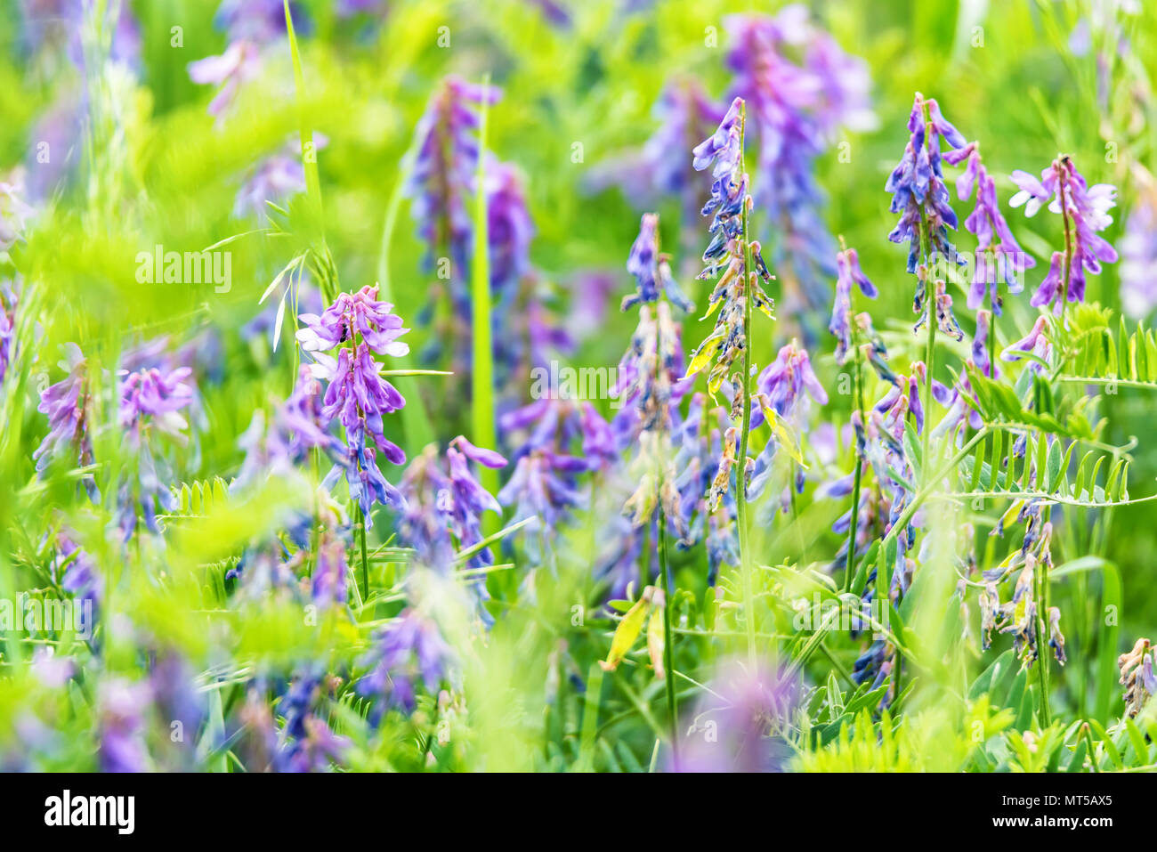 Blühende Vicia tenuifolia im grünen Gras Stockfoto