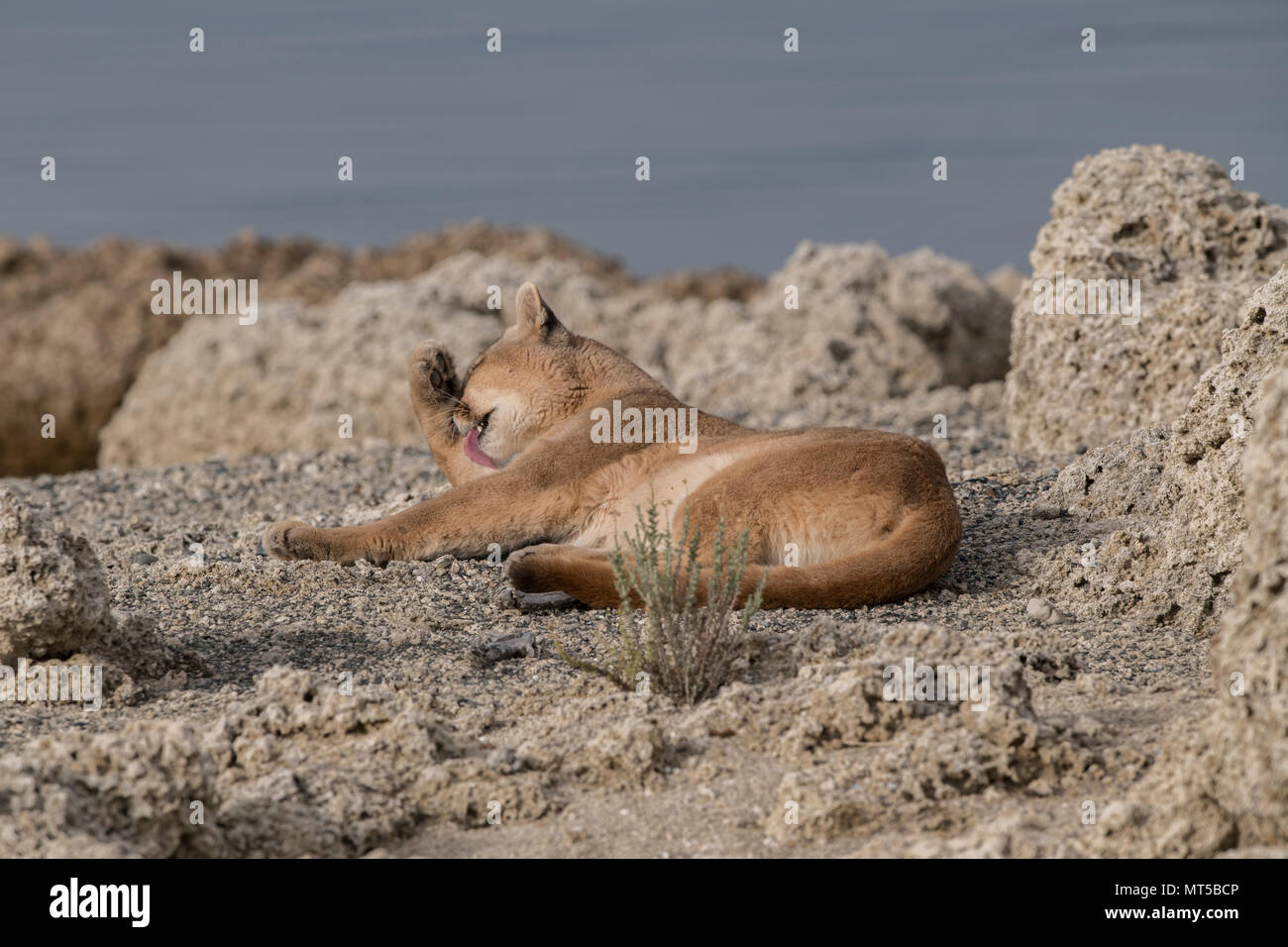 Wild Puma in Patagonien Stockfoto