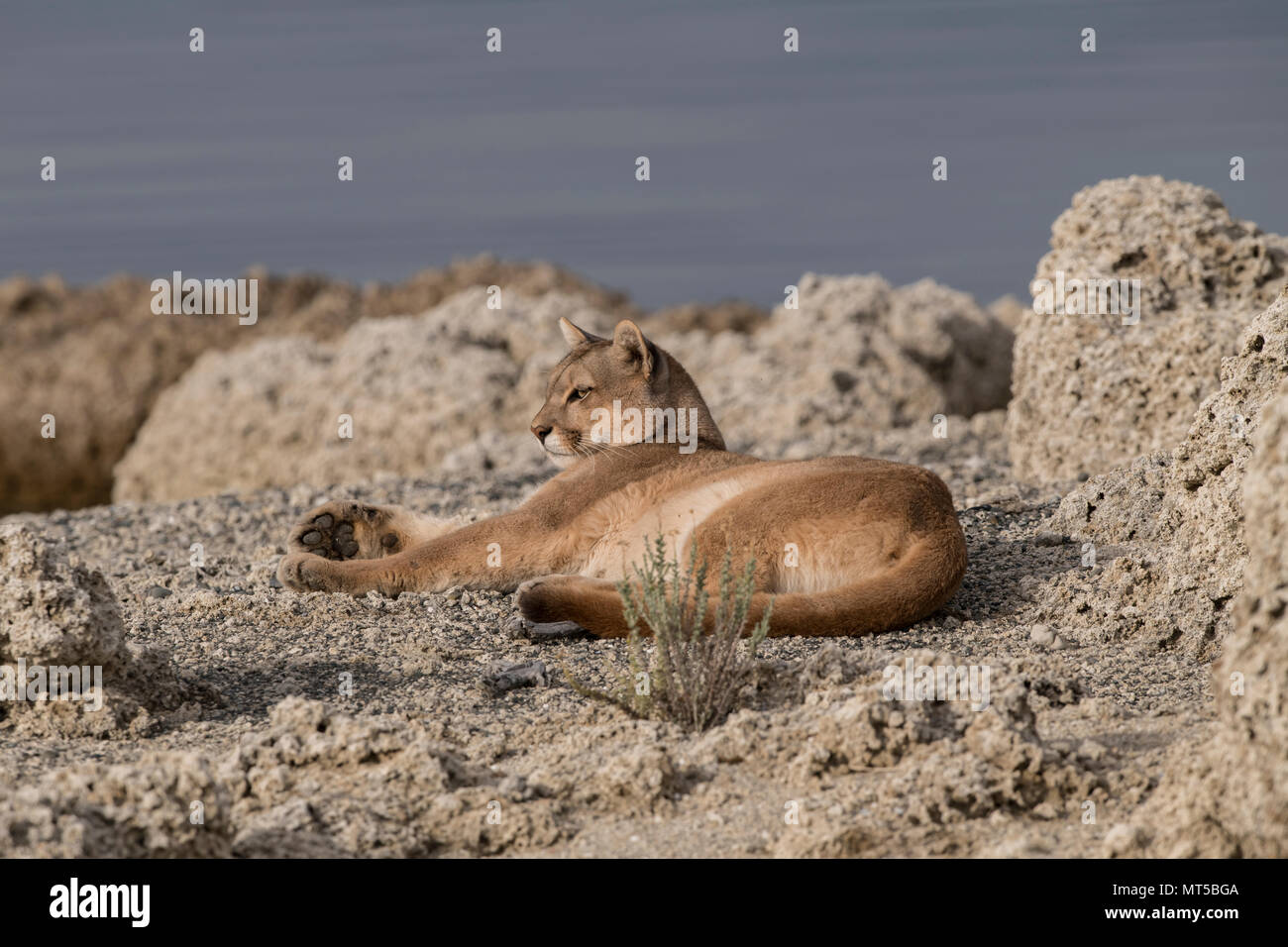 Wild Puma in Patagonien Stockfoto