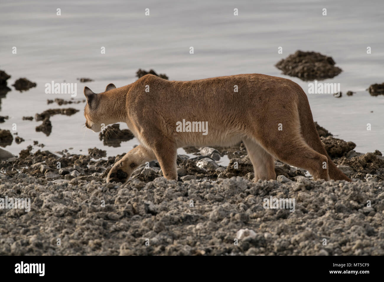 Wild Puma in Patagonien Stockfoto
