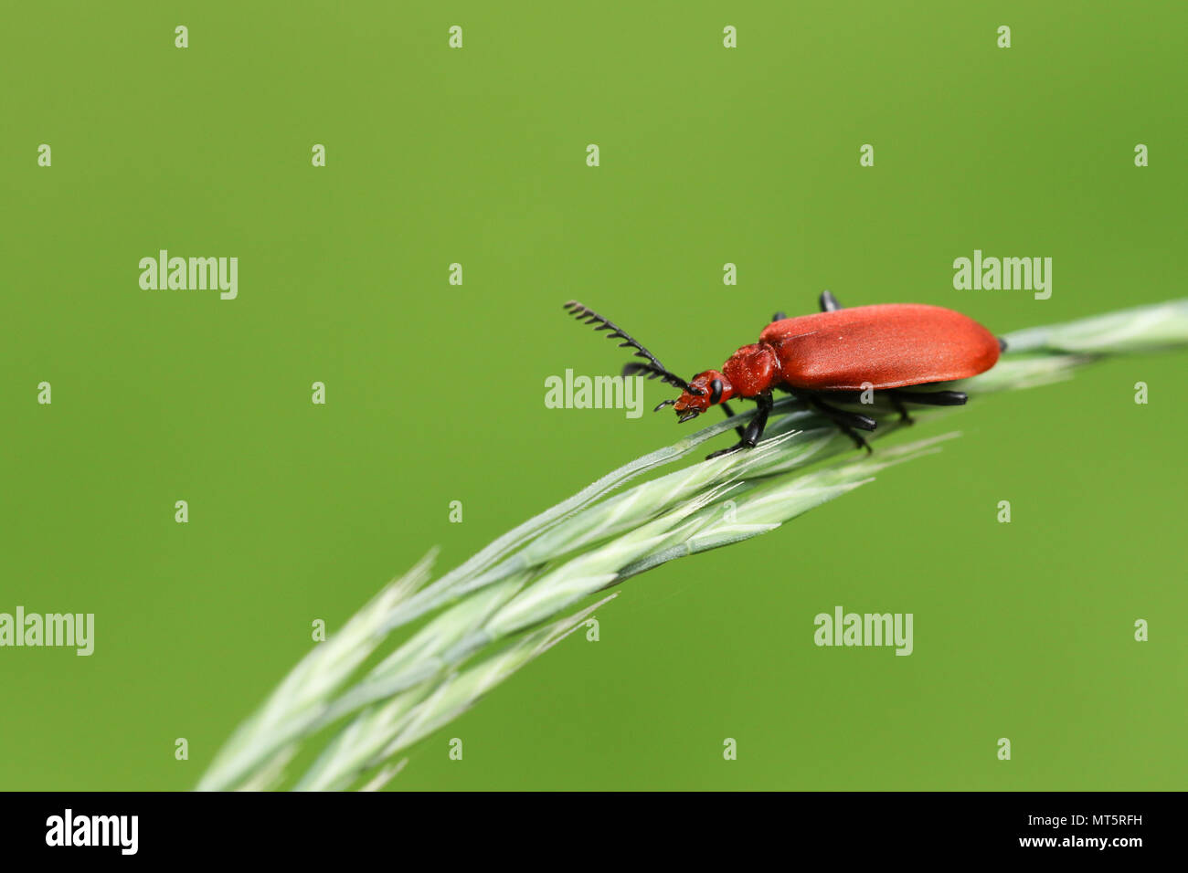 Eine schöne Kardinal Käfer (Pyrochroa serraticornis) auf die Samen von einem Grashalm. Stockfoto
