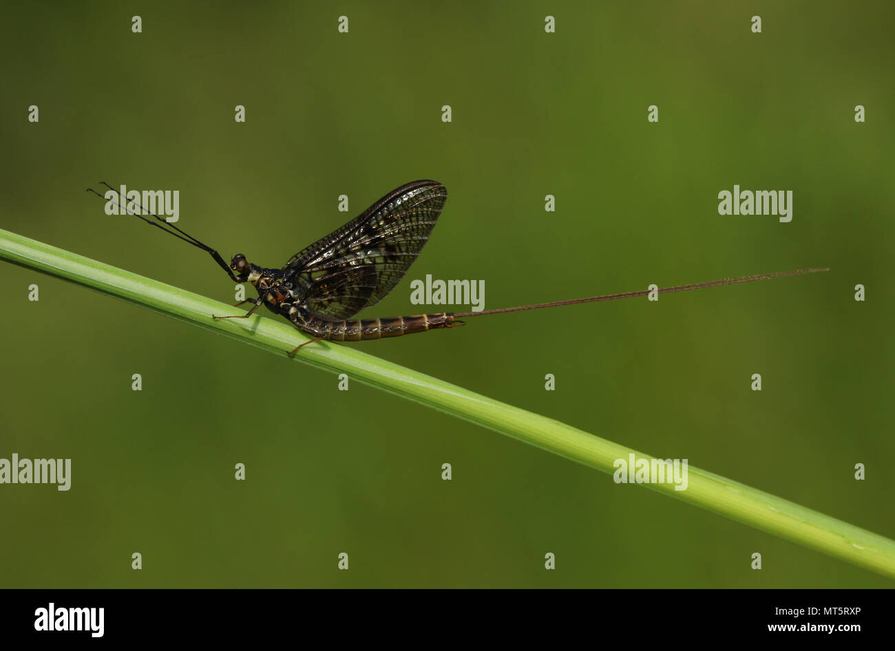 Eine schöne Mayfly Ephemera (Vulgata) hocken auf Gras stammen. Stockfoto