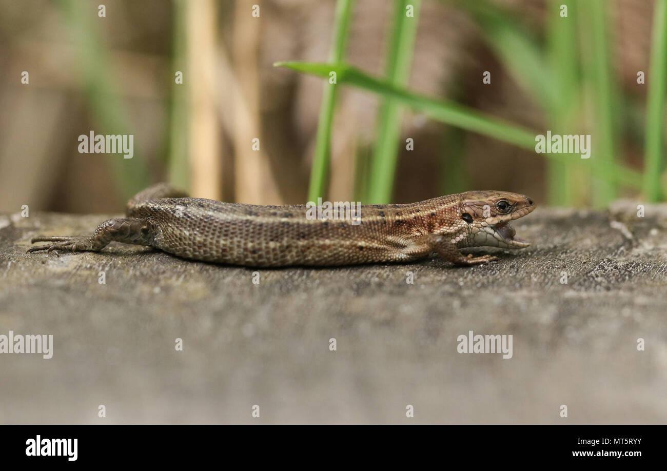 Eine atemberaubende Gemeinsame Lizard (Zootoca Vivipara) Jagd auf einen Holzsteg mit seinen Mund geöffnet, die Zunge zu zeigen. Stockfoto