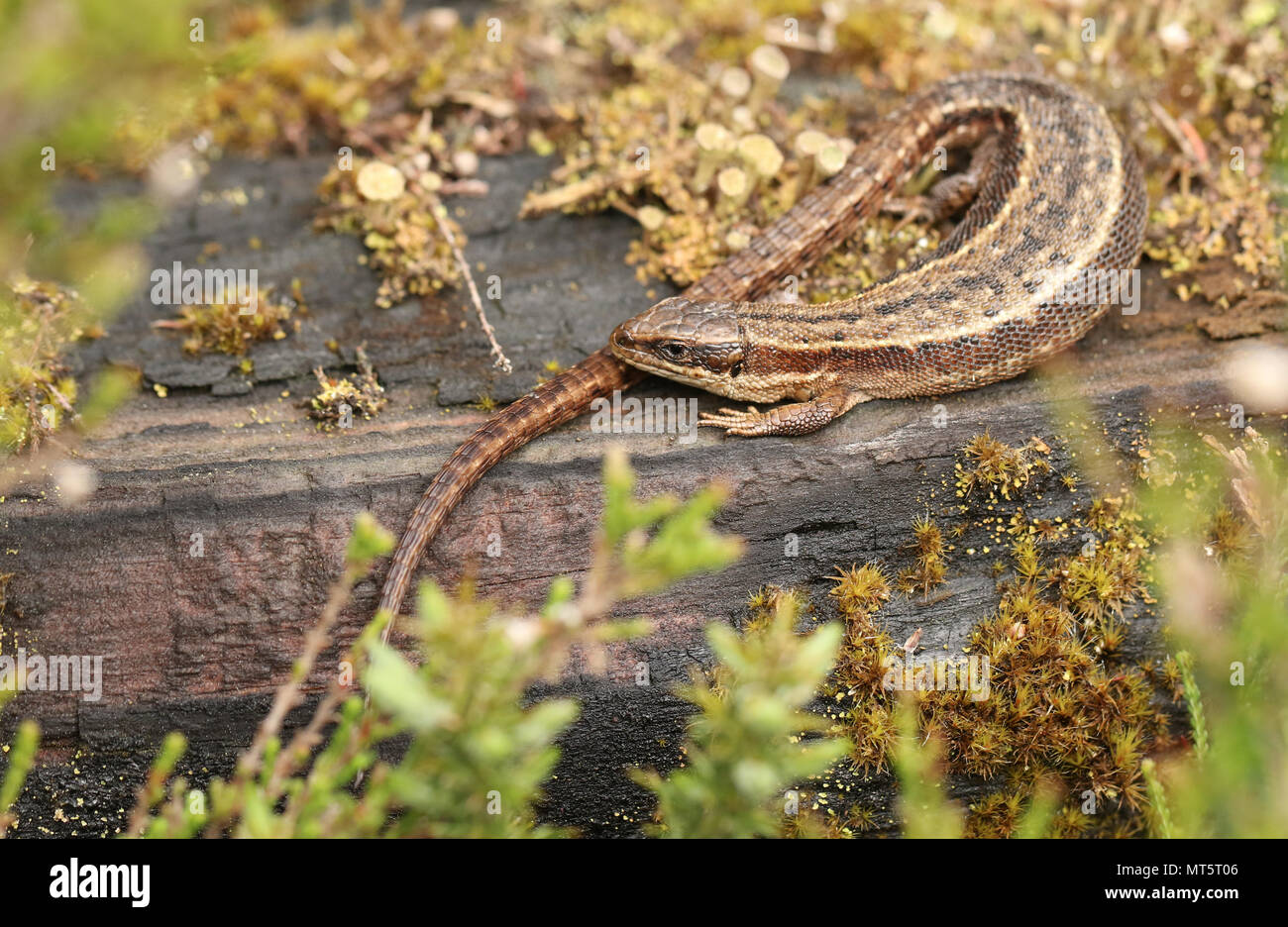 Eine atemberaubende Gemeinsame Lizard (Zootoca Vivipara) Erwärmung auf einem anmelden. Stockfoto