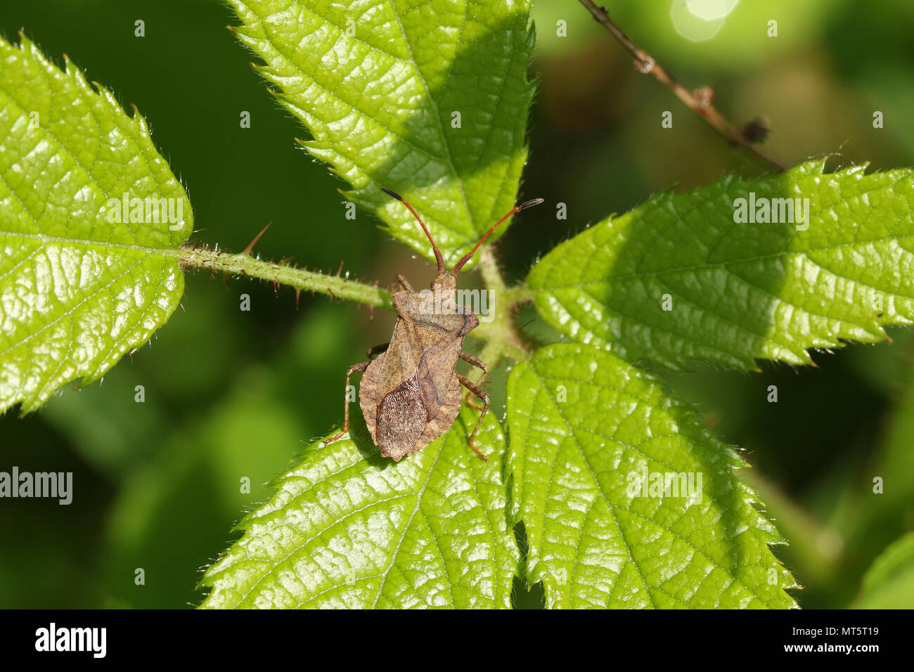 Eine hübsche Dock Bug (Coreus Marginatus) auf ein Blatt. Stockfoto