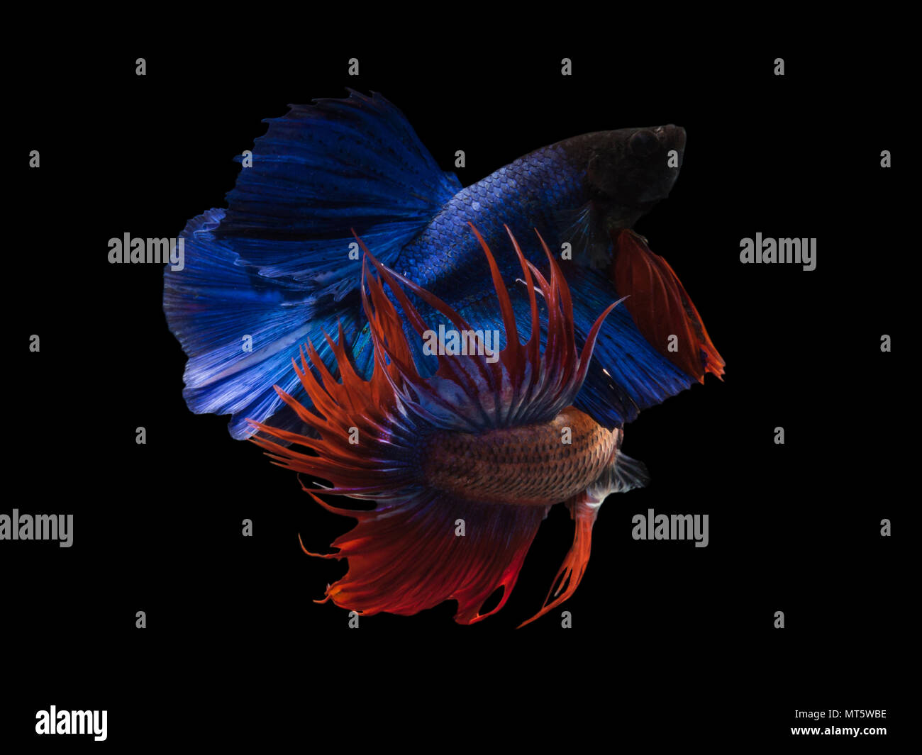 Rote Und Blaue Krone Betta Fische Mit Einem Weissen Hintergrund Aus Der Zugewandten Seite Links Stockfotografie Alamy