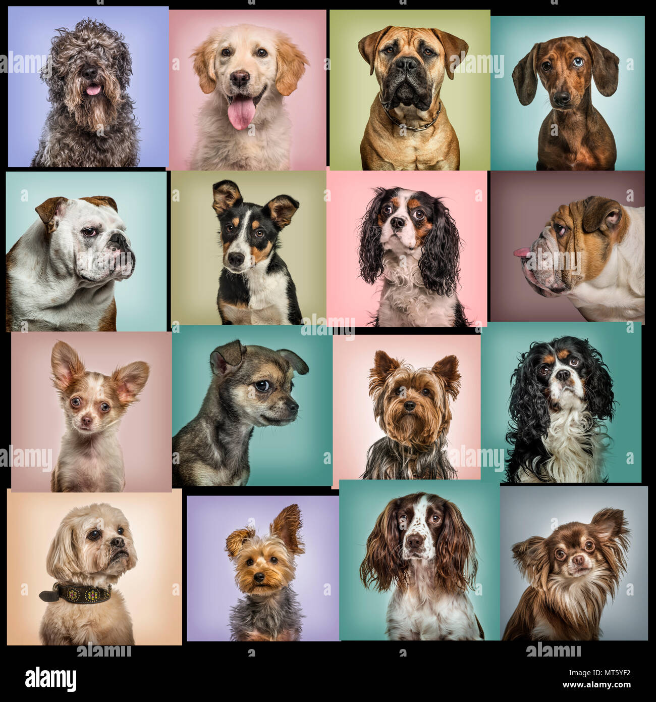 Zusammensetzung der Hunde gegen farbige Hintergründe Stockfoto