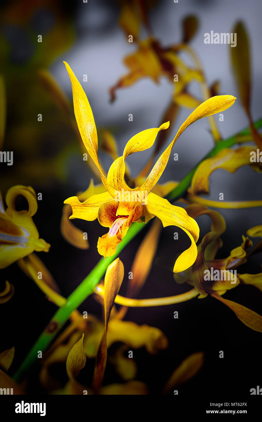 Exotische Orchideen. Gelbe Orchidee mit Curly orange-roten Blüten. Die GAP und die Lippe bildet eine Form der Kopf einer bat heraus seine Zunge ähnelte. Stockfoto