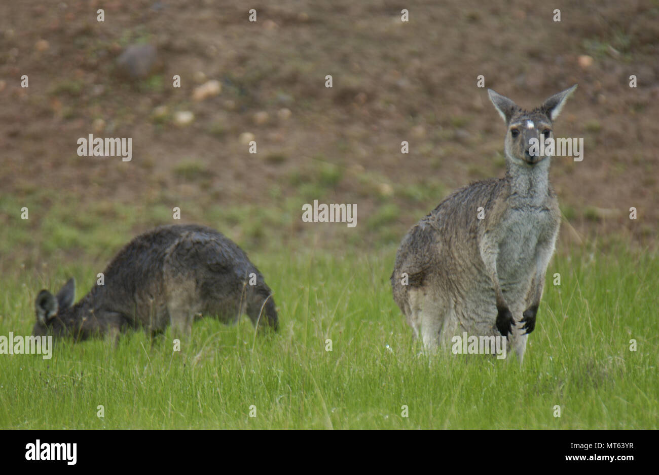 Zwei westlichen Grauen Kängurus, Outback Western Australia. Stockfoto