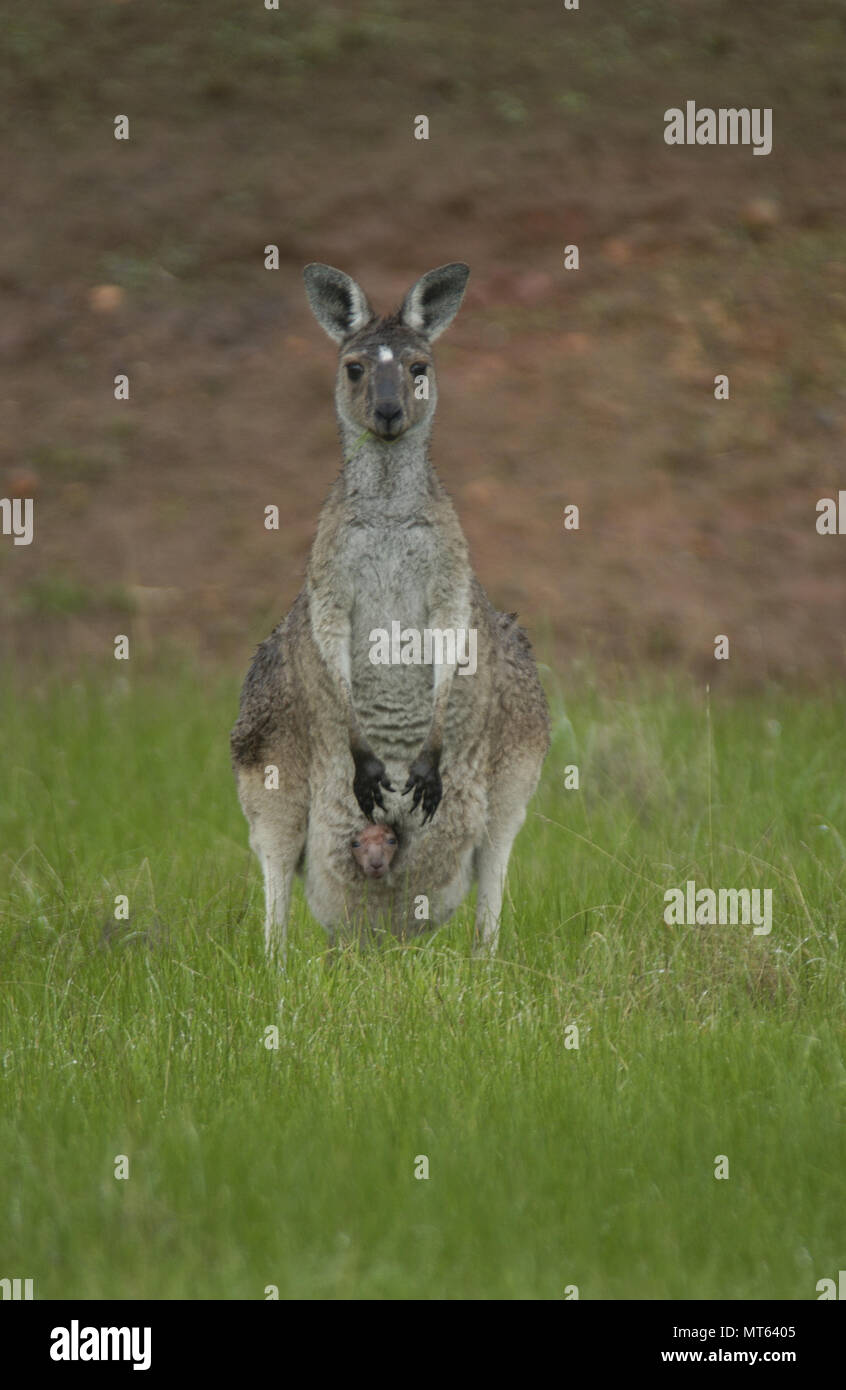 Western grey Kangaroo mit Joey im Beutel, Western Australia Stockfoto