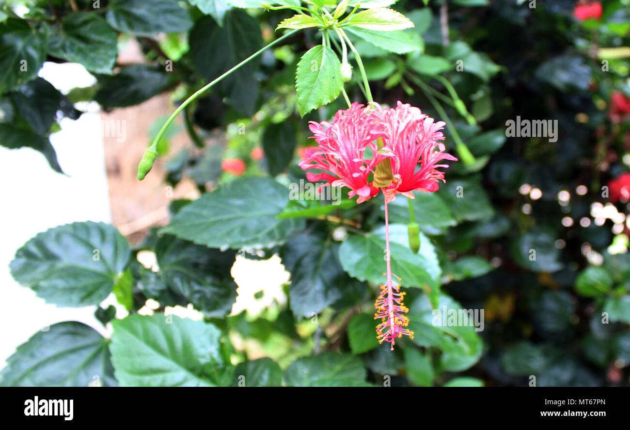 Hibiskus ist eine Gattung von Blütenpflanzen in der Familie, Malve Malvaceae. Die Gattung ist recht groß. Stockfoto