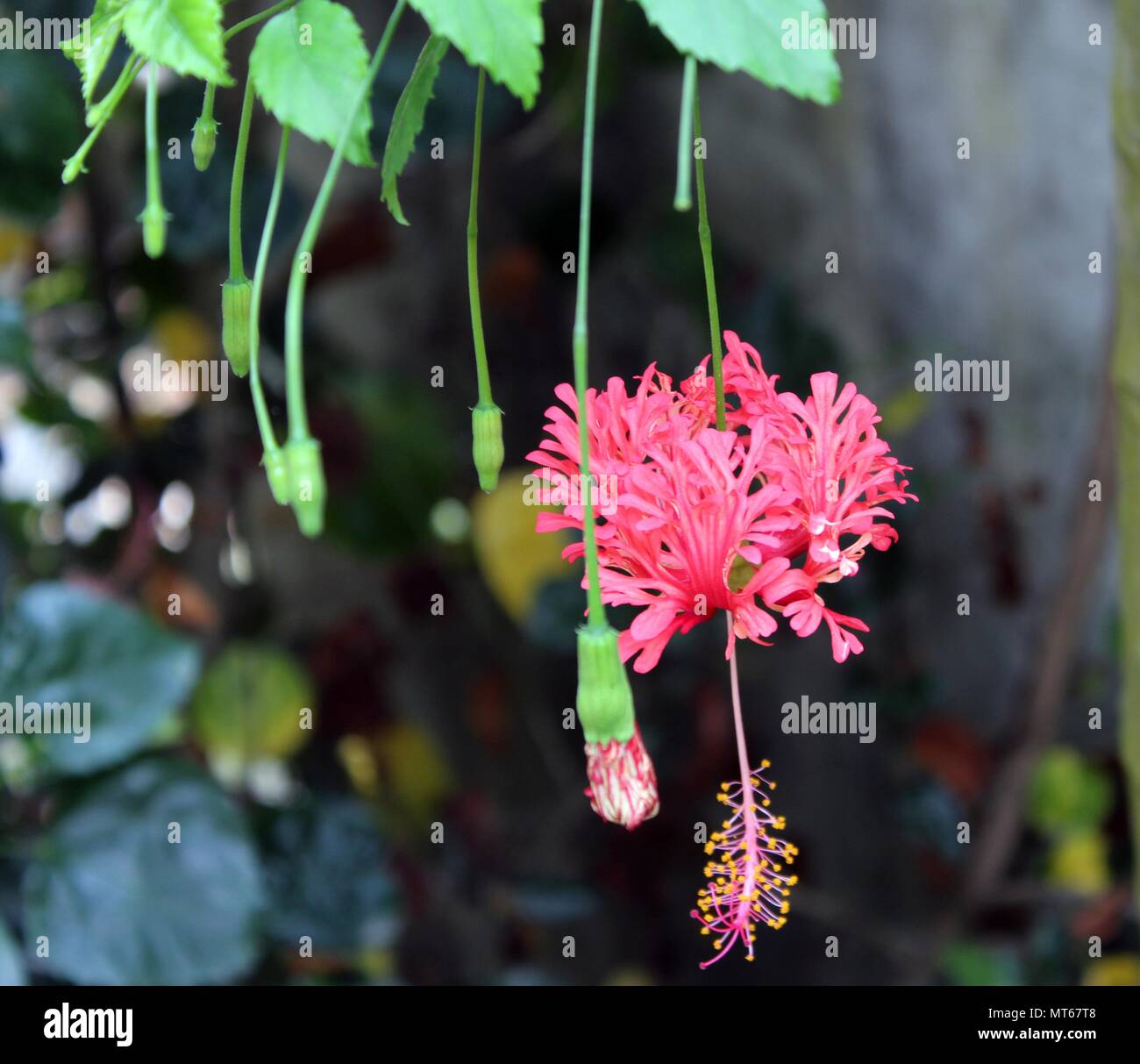 Hibiskus ist eine Gattung von Blütenpflanzen in der Familie, Malve Malvaceae. Die Gattung ist recht groß. Stockfoto
