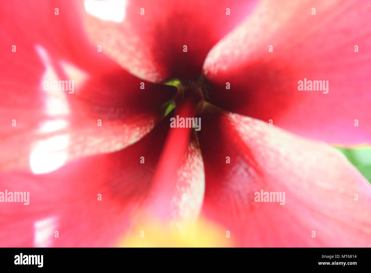 Hibiskus ist eine Gattung von Blütenpflanzen in der Familie, Malve Malvaceae. Die Gattung ist recht groß. Stockfoto