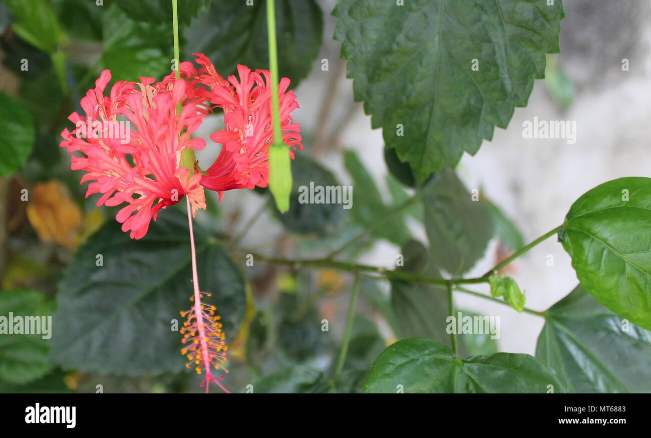 Hibiskus ist eine Gattung von Blütenpflanzen in der Familie, Malve Malvaceae. Die Gattung ist recht groß. Stockfoto