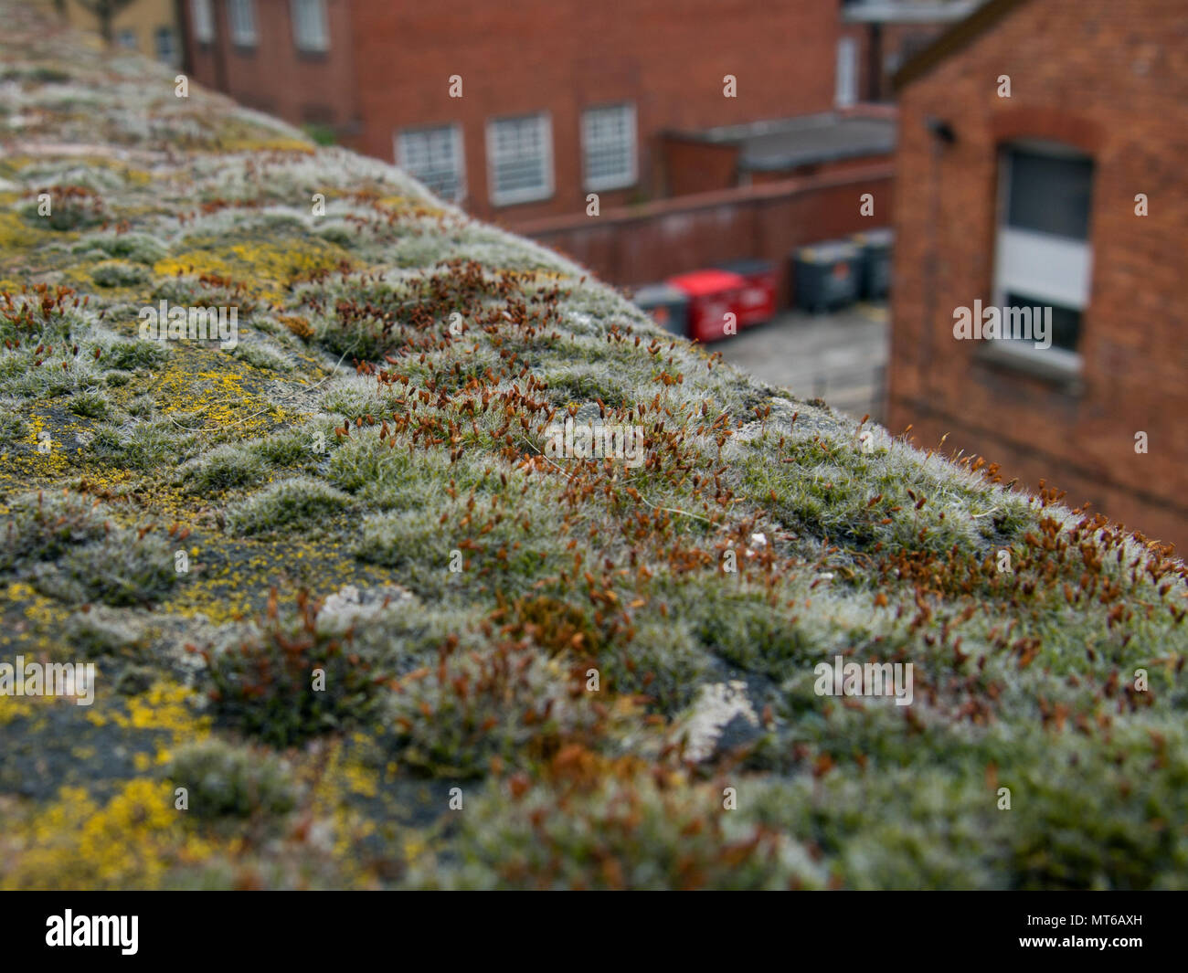 Makro von Moss Klumpen über die Stadtmauern in Chester, England, UK. Stockfoto
