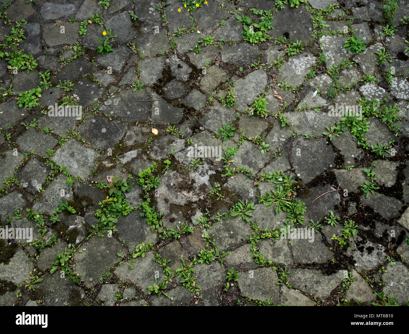 Alter Boden Fliesen mit Moos und Pflanze Überwucherung in Chester, England, UK. Stockfoto