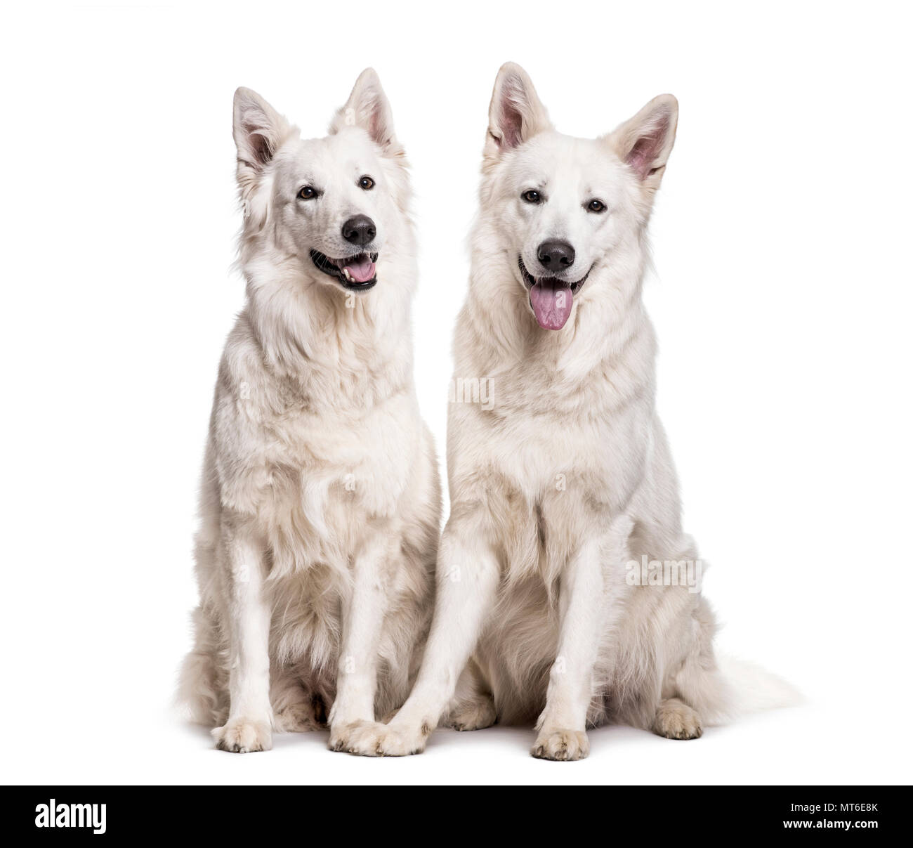 Schweizer weisse Schäferhunde gegen weiße Hintergrund sitzen Stockfoto