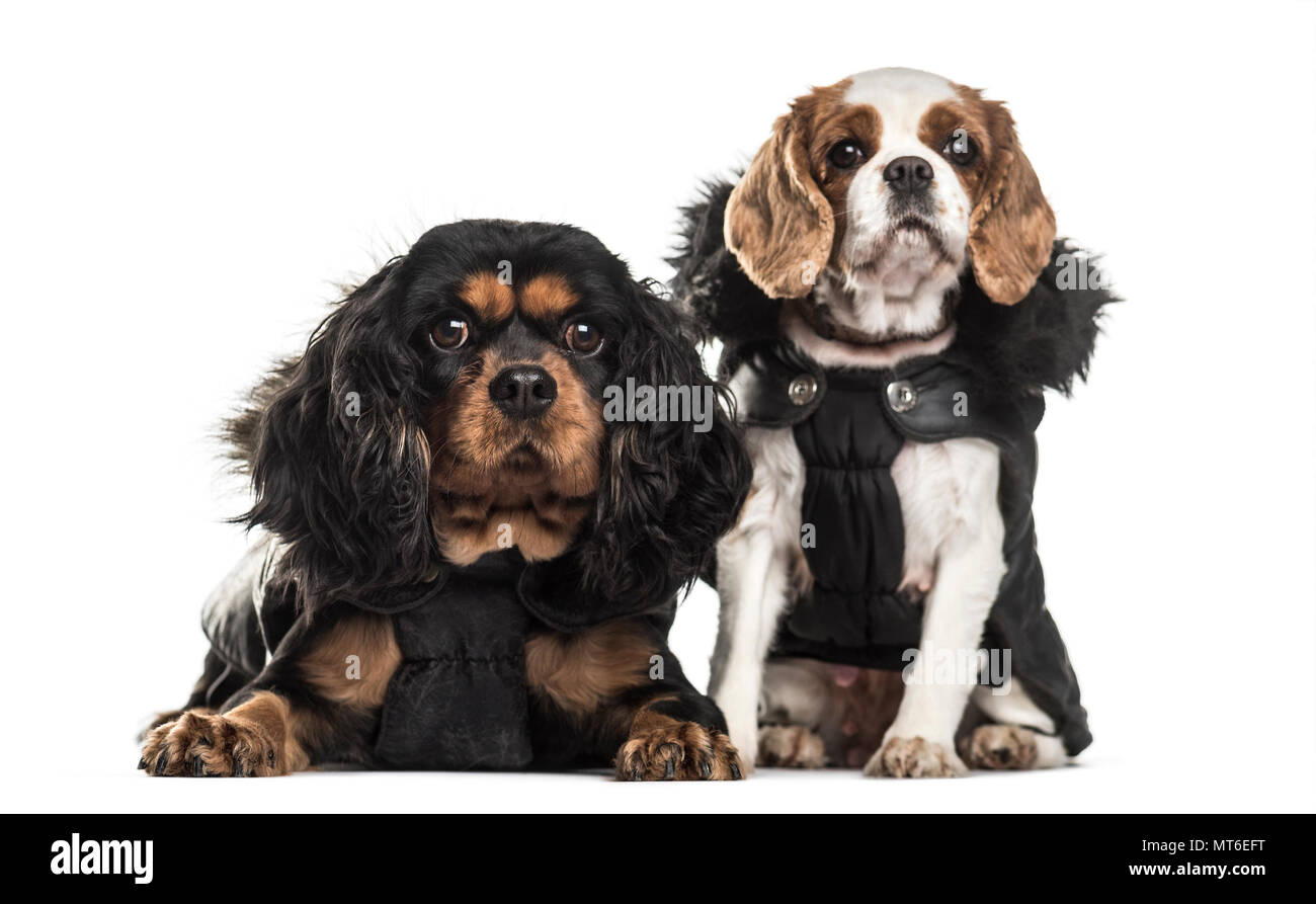 Cavalier King Charles Spaniel, 3 Jahre alt und 5 Jahre alt, saß vor weißem Hintergrund Stockfoto