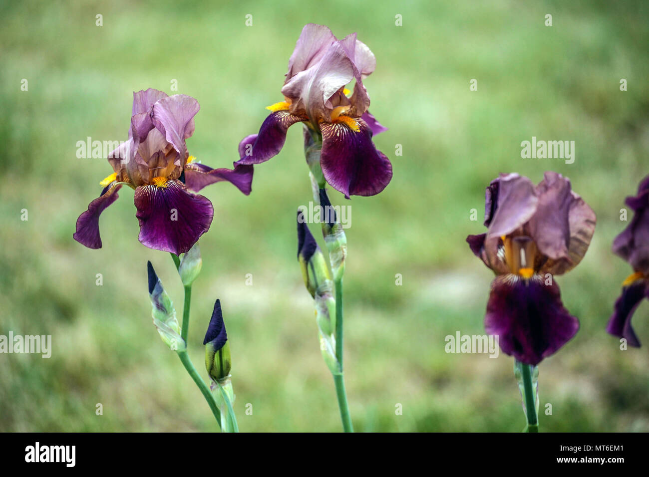 Hohe Bärtige Iris „Dauntless“ Stockfoto