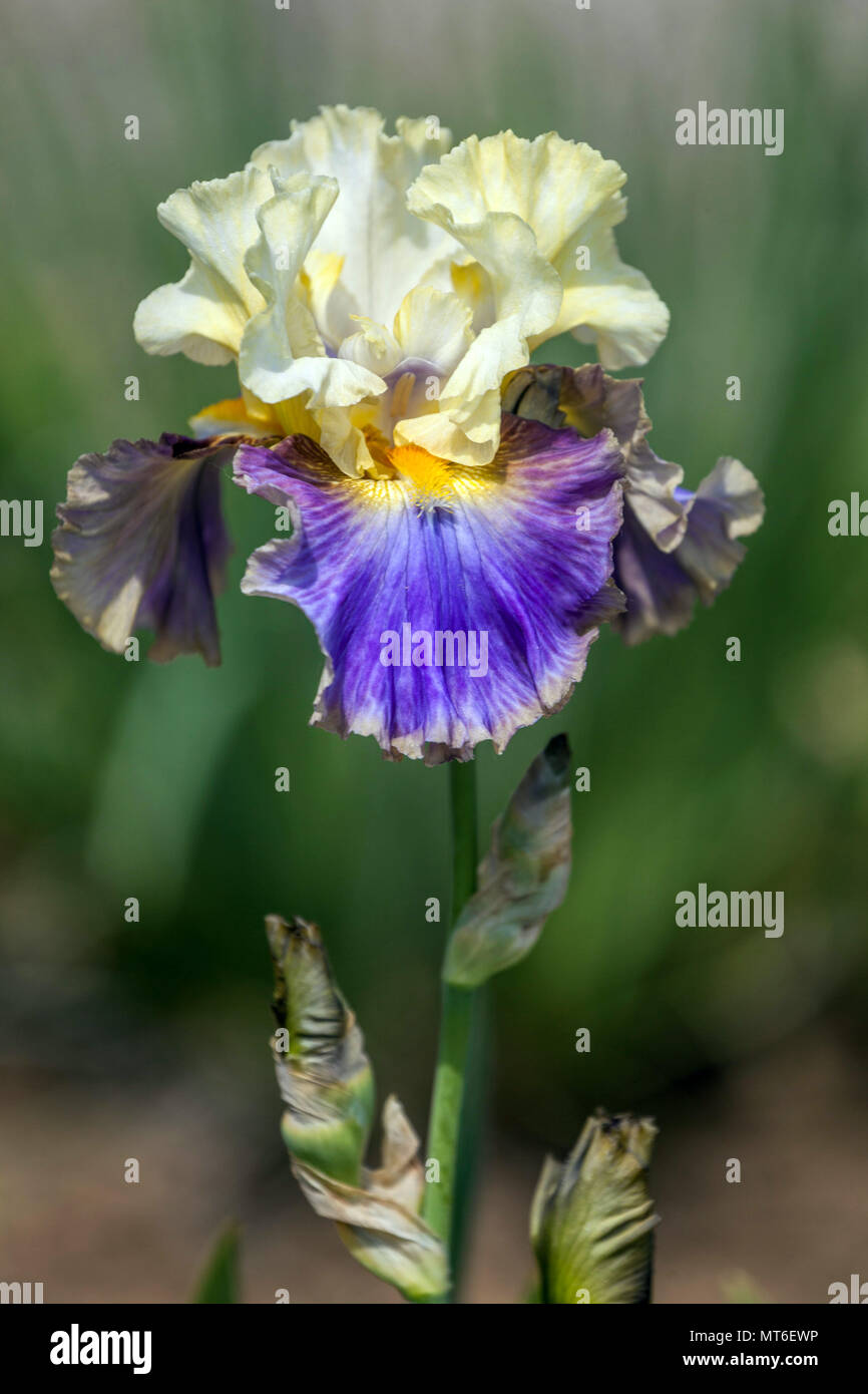 Hohe bärtige Iris 'Style Traveller' Lemon Blue Iris Blume schöne prächtige Porträt herrlich erstaunlich wunderbare Pastellfarbe Lavendel Violett Fälle Stockfoto