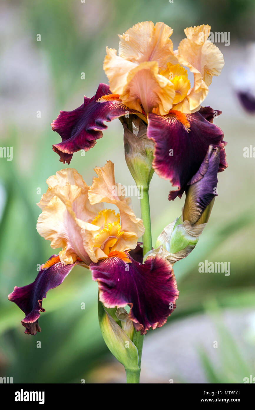 Große bärtige Irisblume „Chocolate Ecstasy“ bärtige Iris irisiert große Blüten Stockfoto