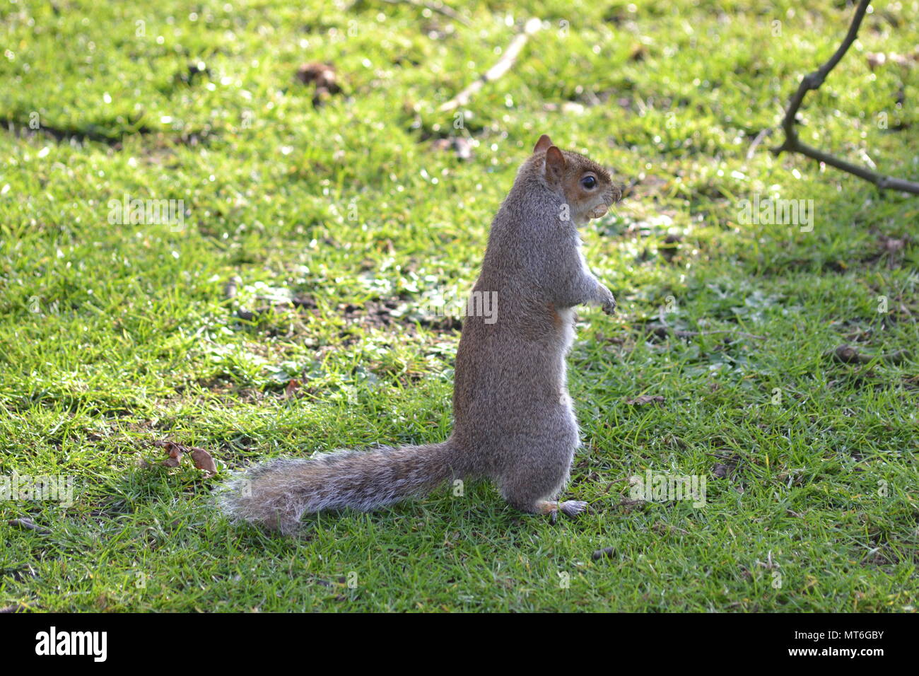 Ecureuil cache Fotos und Bildmaterial in hoher Auflösung Alamy