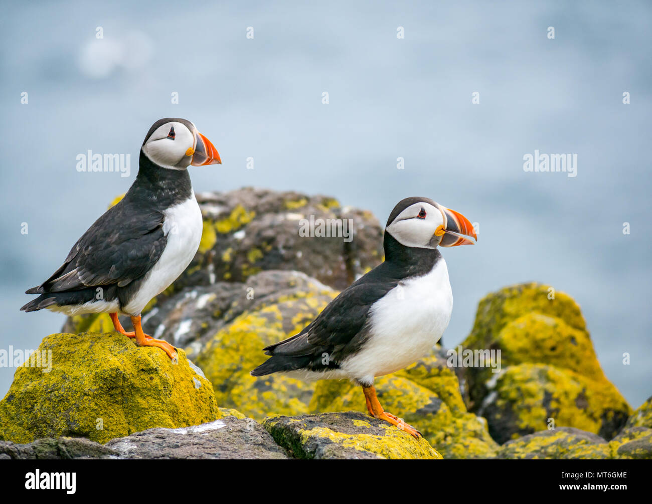 In der Nähe von zwei papageientaucher, Fratercula Arctica, auf einer Klippe Leiste, auf der Insel kann seabird Naturschutzgebiet, Schottland, Großbritannien Stockfoto