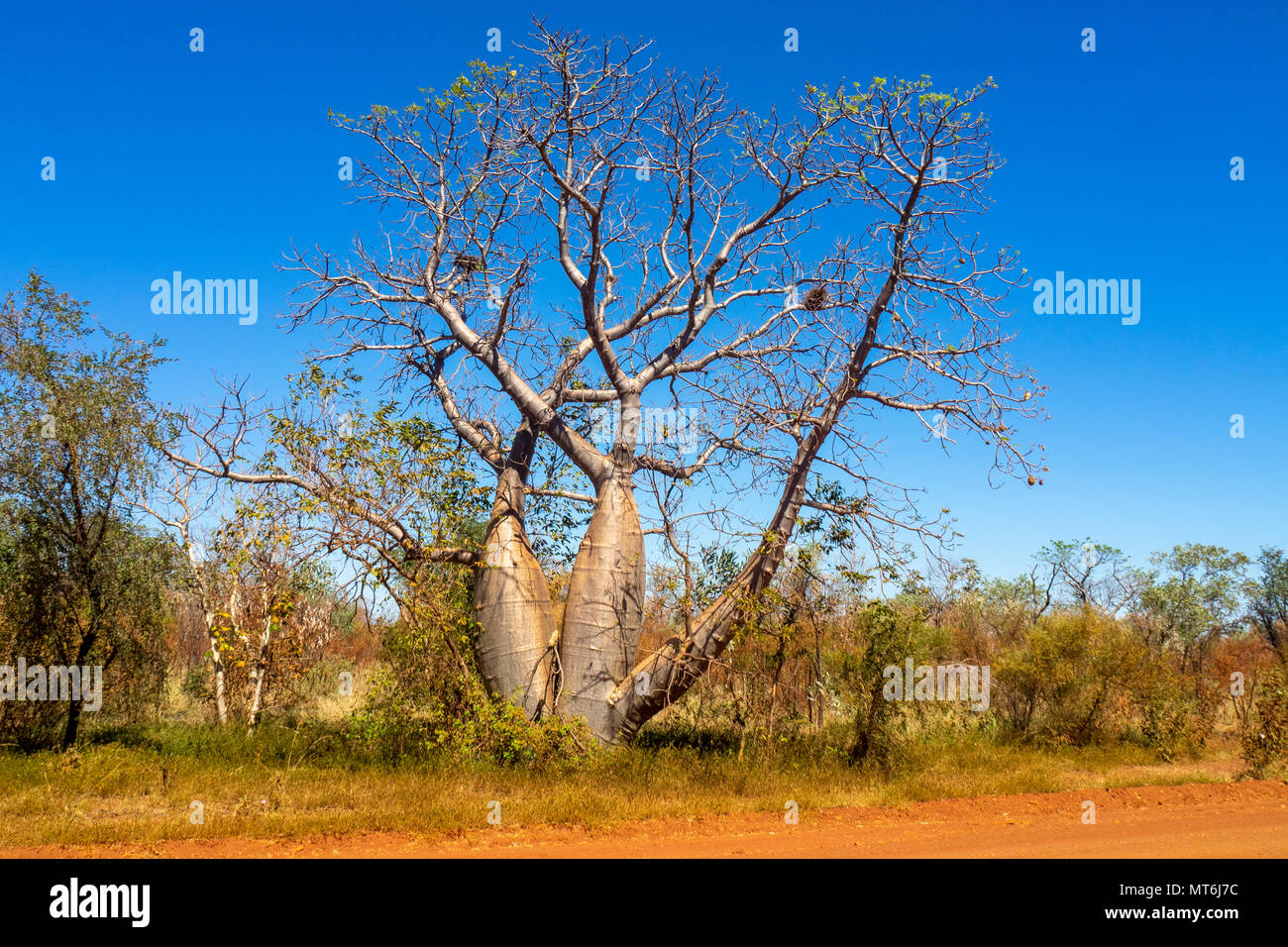 Ein boab tree Adansonia gregorii Neben der Gibb River Road, Kimberley, WA, Australien. Stockfoto