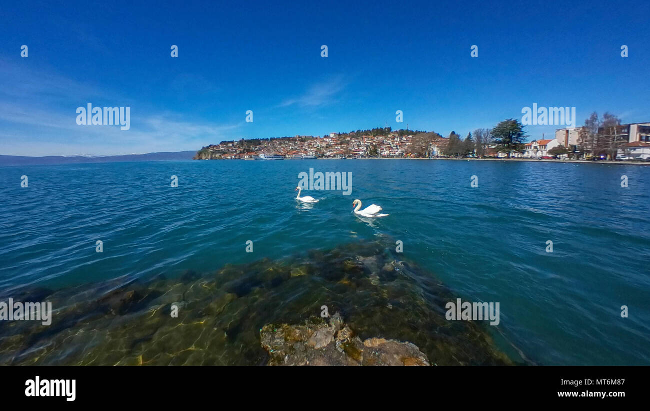 Schwäne im See von Ohrid - Mazedonien Stockfoto