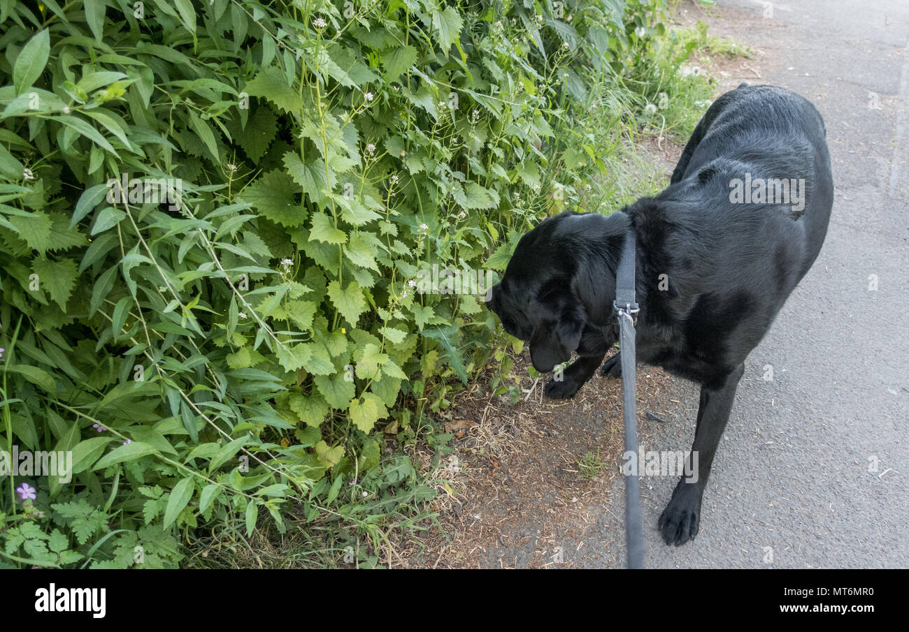 Wobei der Hund für einen Spaziergang Stockfoto