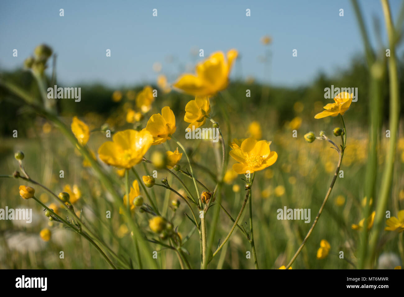 Wild butter Cups wächst auf einem Hügel in Großbritannien Stockfoto