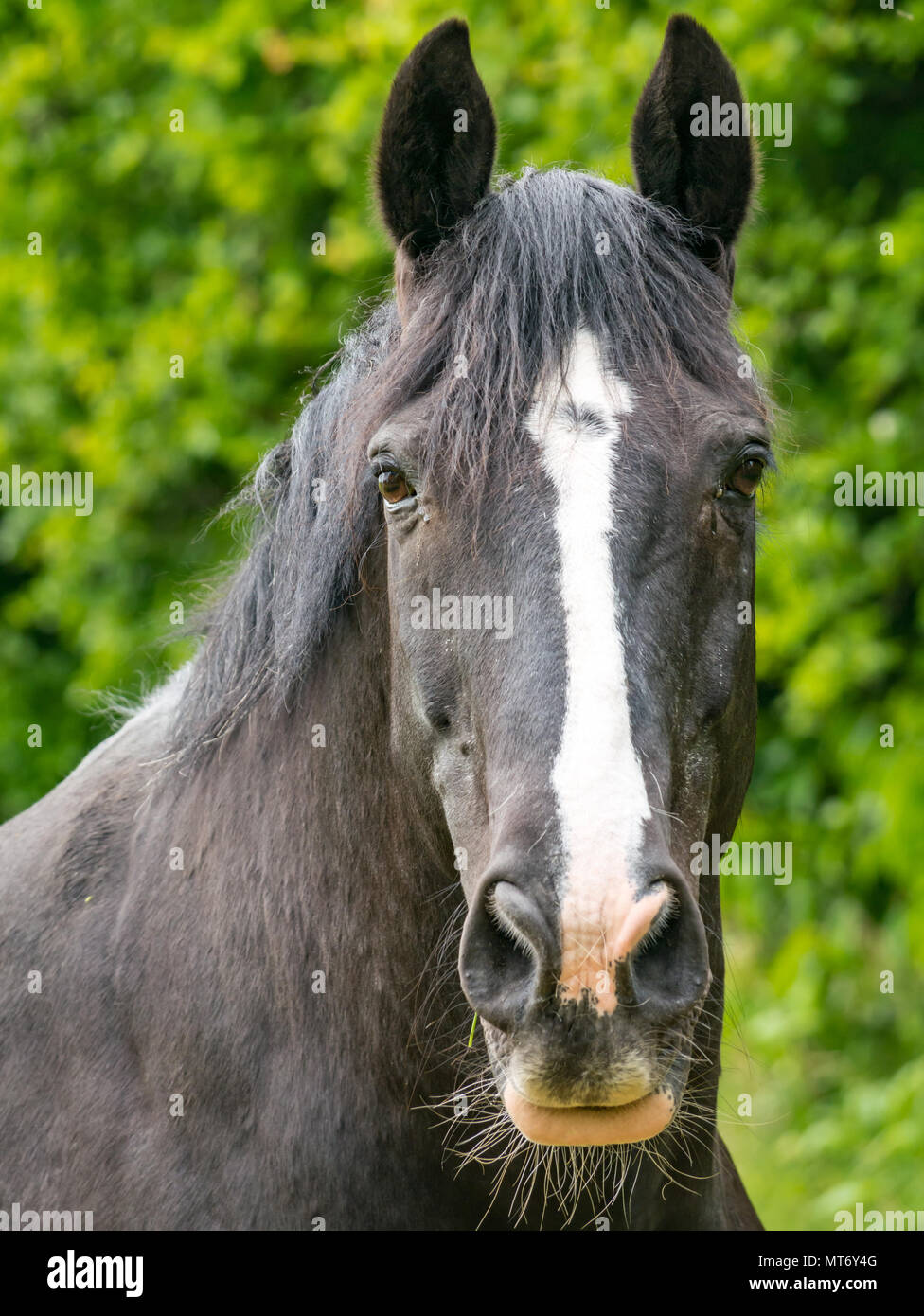 Nahaufnahme des wachsamen schwarzes Pferd Kopf mit weißer Blesse gegen grüne Laub Hintergrund verschwommen Stockfoto