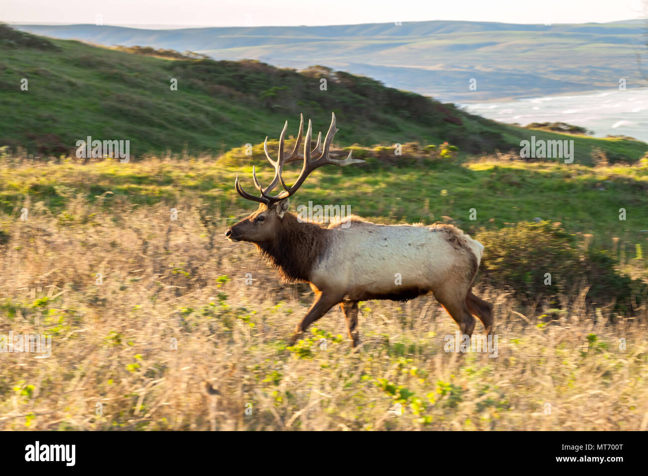 Tule elk Stier (Cervus canadensis nannodes) unterwegs, Point Reyes National Seashore, California, United States. Stockfoto