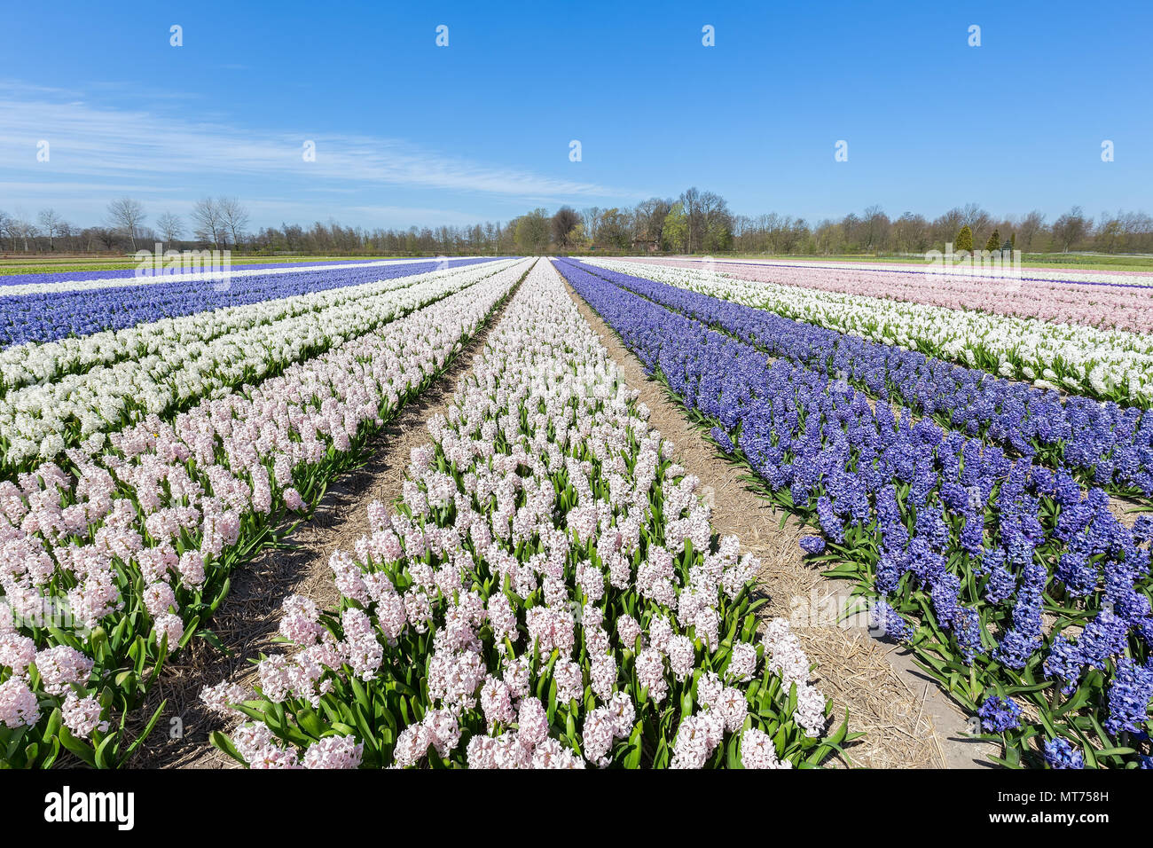 Landschaft mit Reihen von blühende Hyazinthen Blumen in Holland Stockfoto