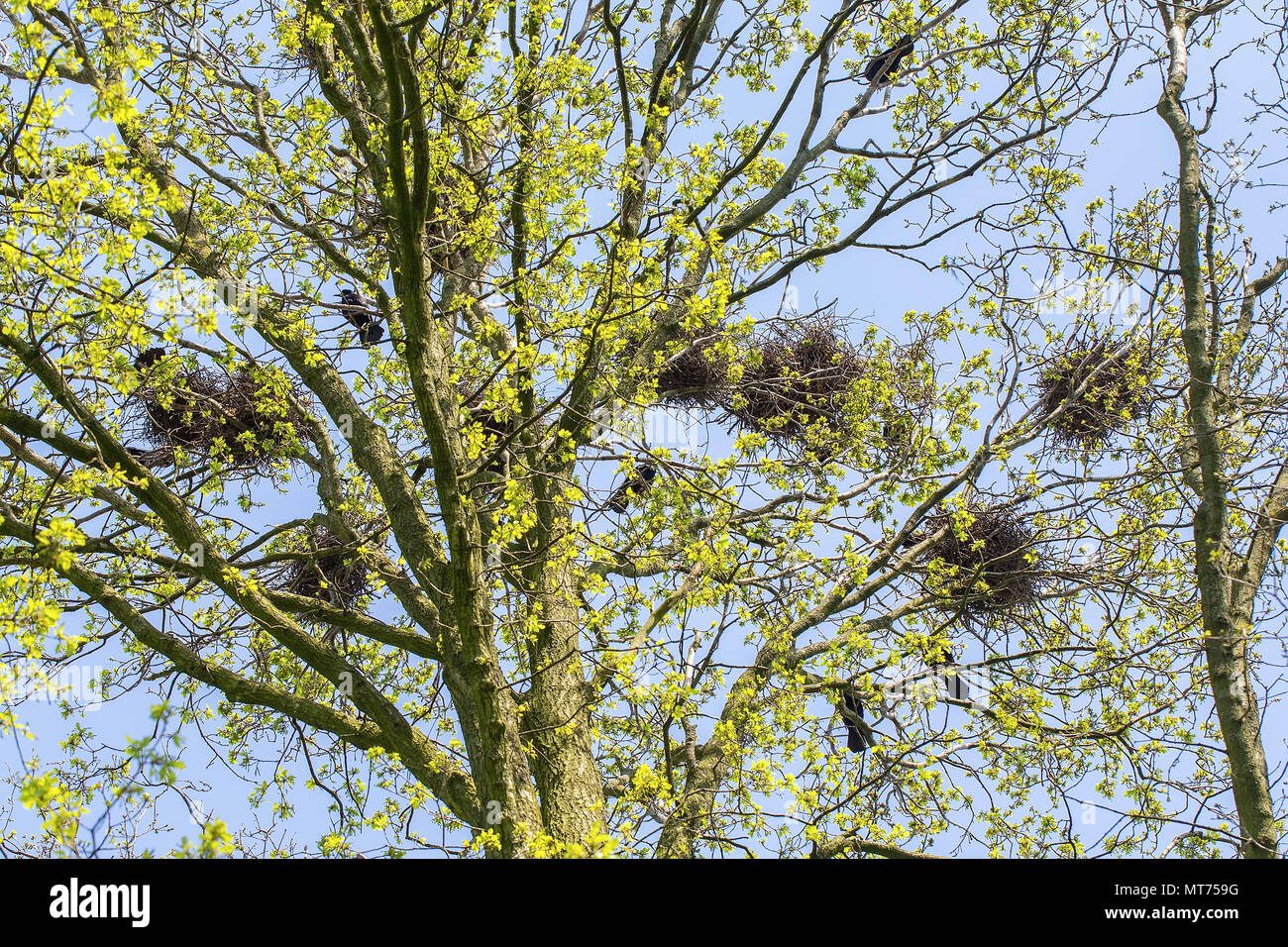 Gruppe von Vögeln Saatkrähen mit Nester in Eiche Baumkrone. Stockfoto