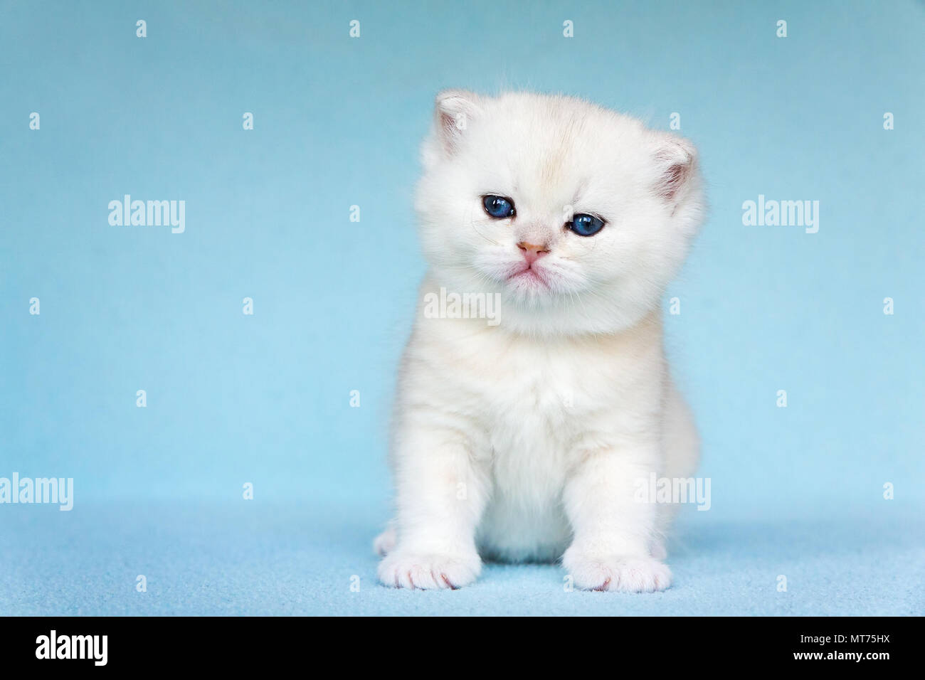 Junge weiße Katze sitzt auf Himmel blauer Hintergrund Stockfoto