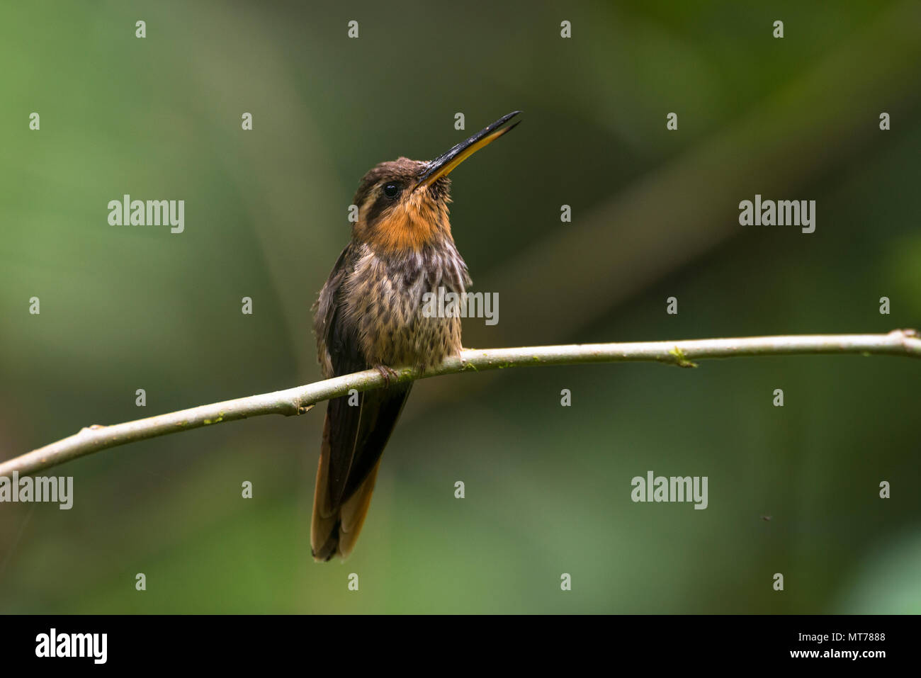 Sah-billed Einsiedler (Ramphodon naevius) von den Atlantischen Regenwald Stockfoto